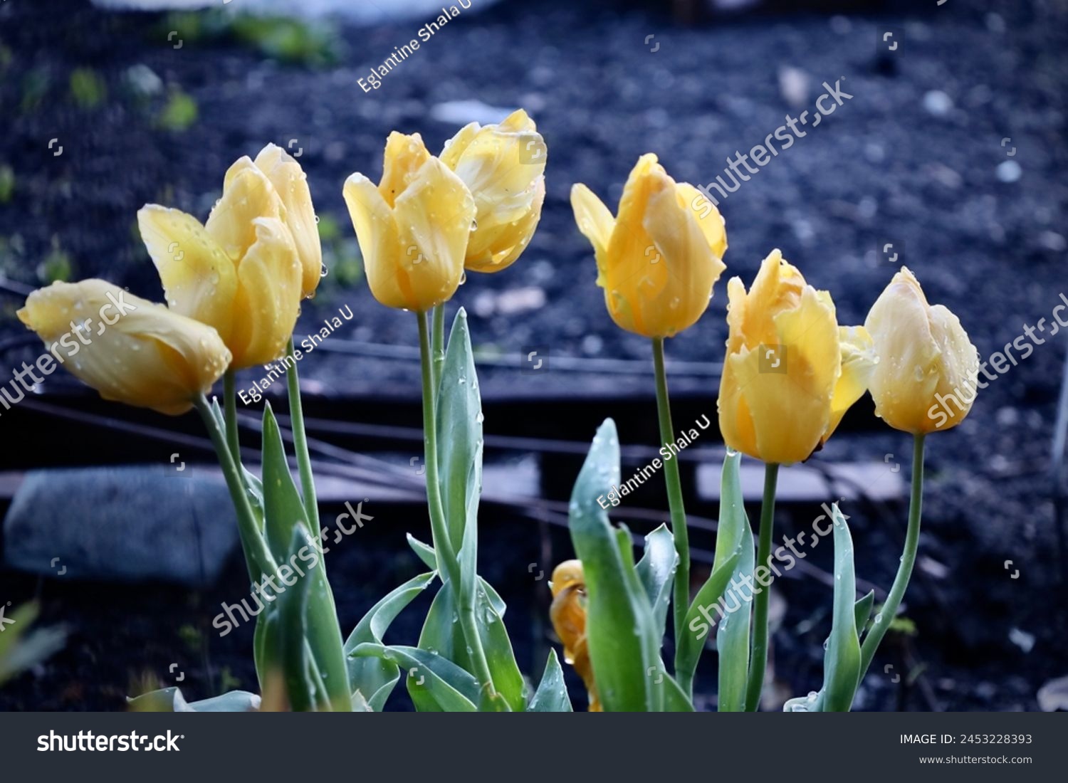 Yellow flowering Tulipa gesneriana rainy spring #2453228393