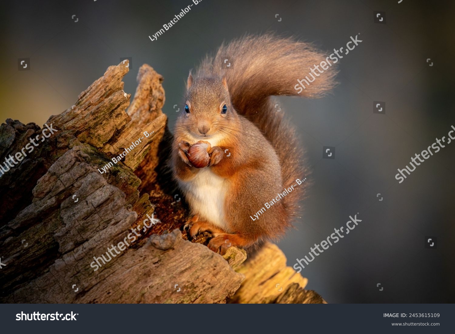Young Scottish Red Squirrel with bushy tail sitting on tree stump holding a hazelnut  #2453615109