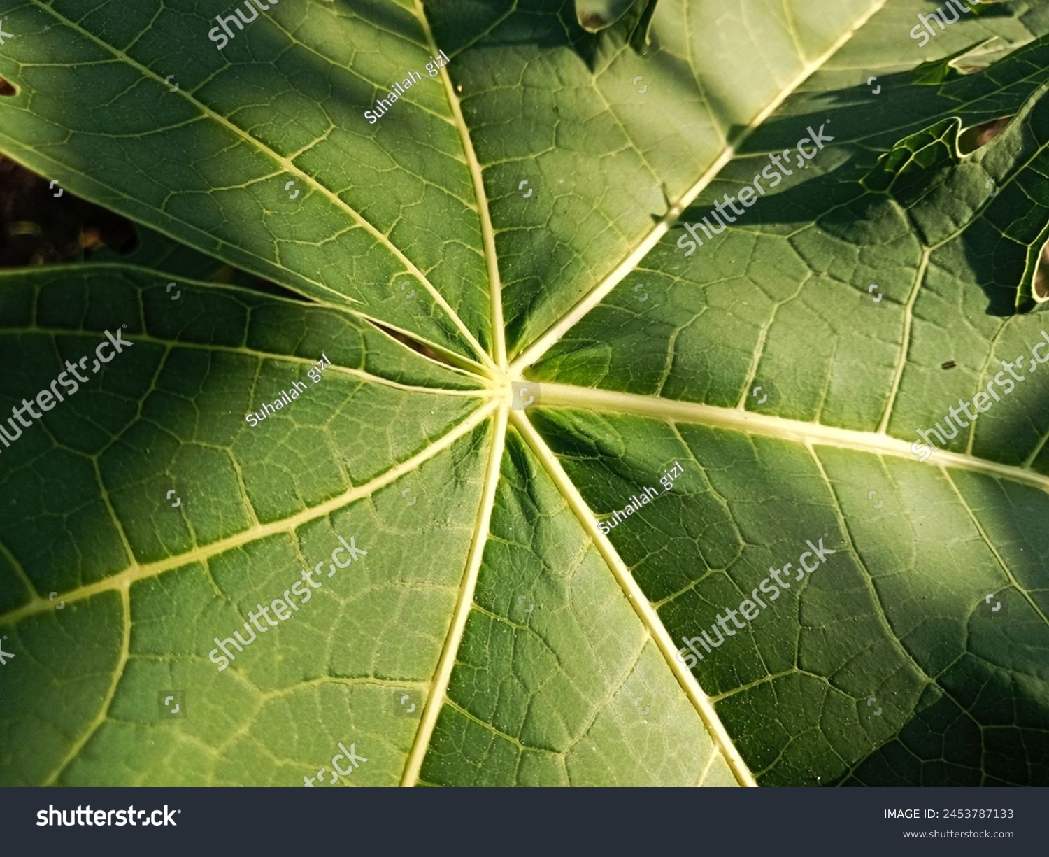 fiber and texture of kates leaves  #2453787133