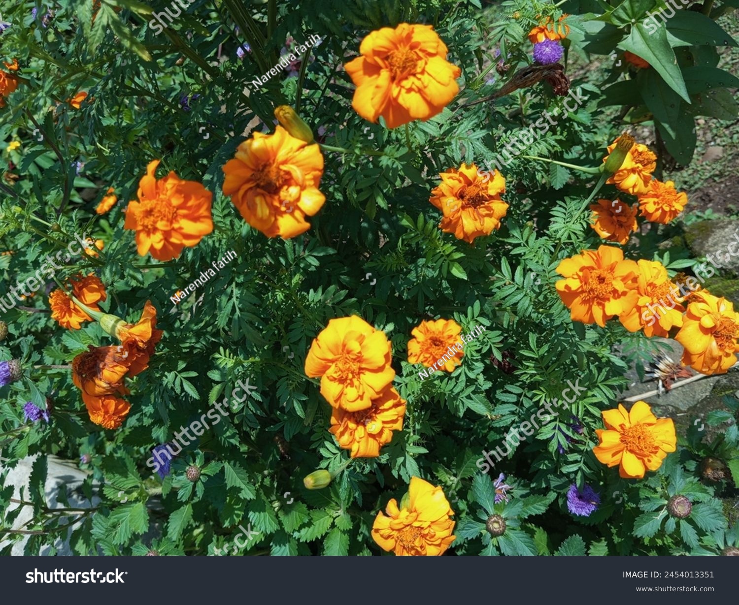 blooms of beauty African marigold flowers during bright sunny day #2454013351