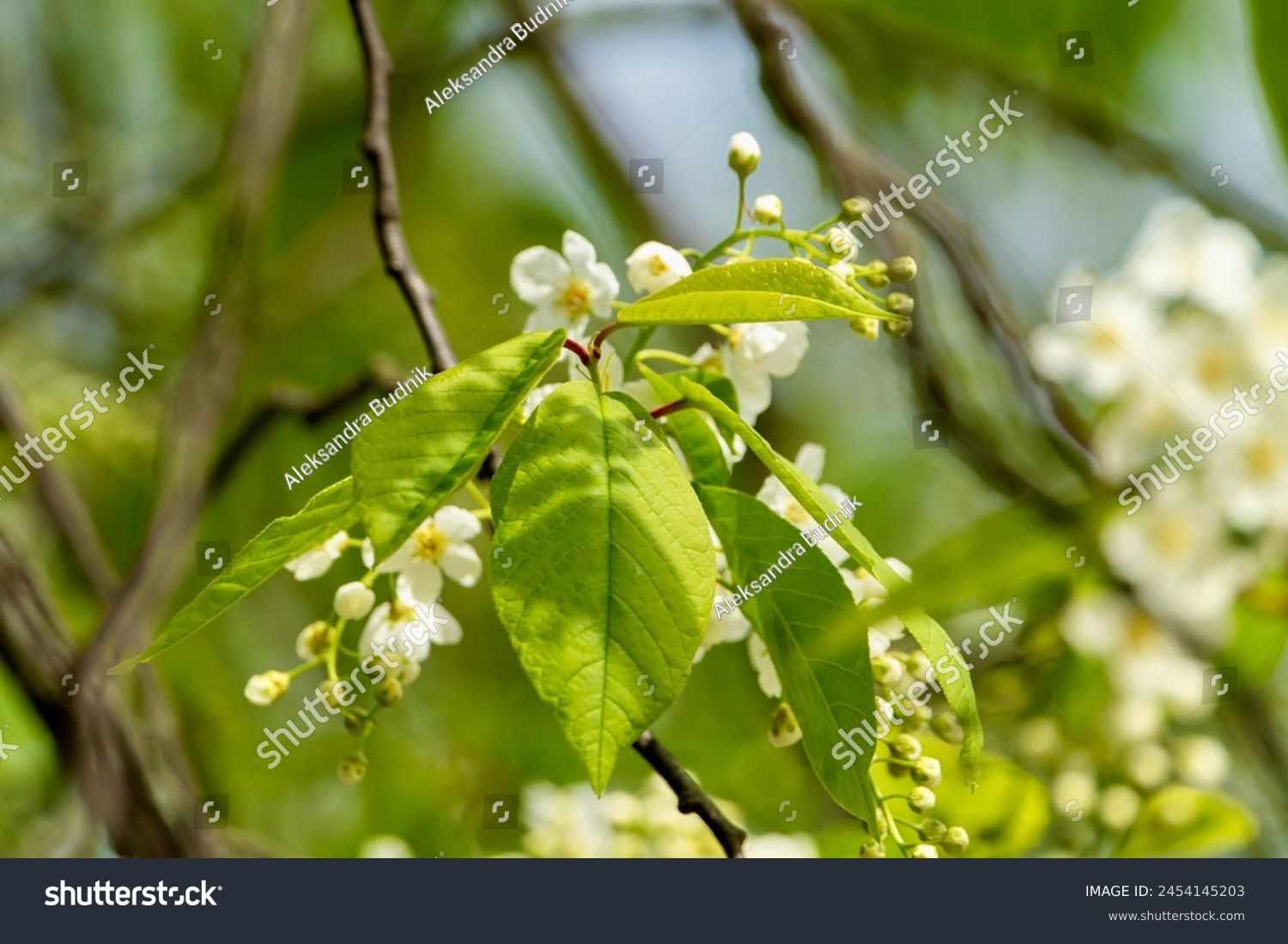 Beautiful green leaves on a tree in the park with delicate white flowers, signs of wind in Europe, lush greenery in the park leafy branches, scenic beauty, flourishing flora, tranquil park setting #2454145203
