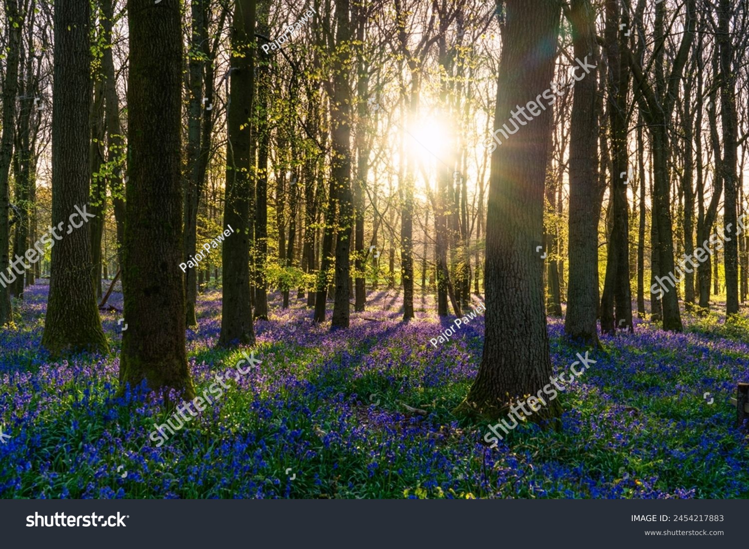 Beautiful spring sunrise in a woodland forest with Bluebell carpet #2454217883