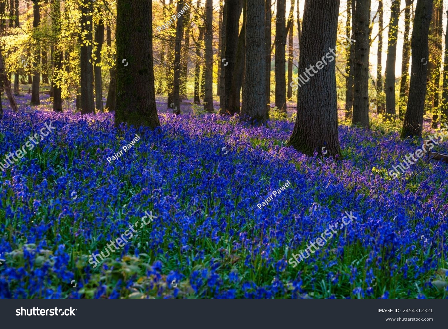 Beautiful spring sunrise in a woodland forest with Bluebell carpet #2454312321