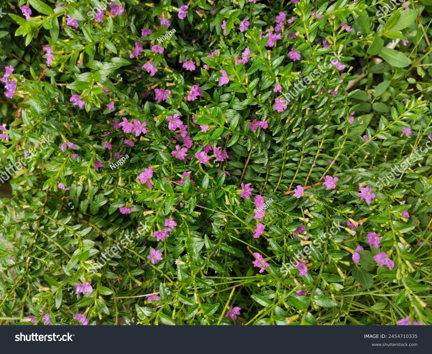 Taiwan beauty or Cuphea hyssopifolia,  Mexican heather, Hawaiian heather or fairy herb, is a small evergreen shrub native to Mexico, Guatemala, and Honduras

 #2454710335