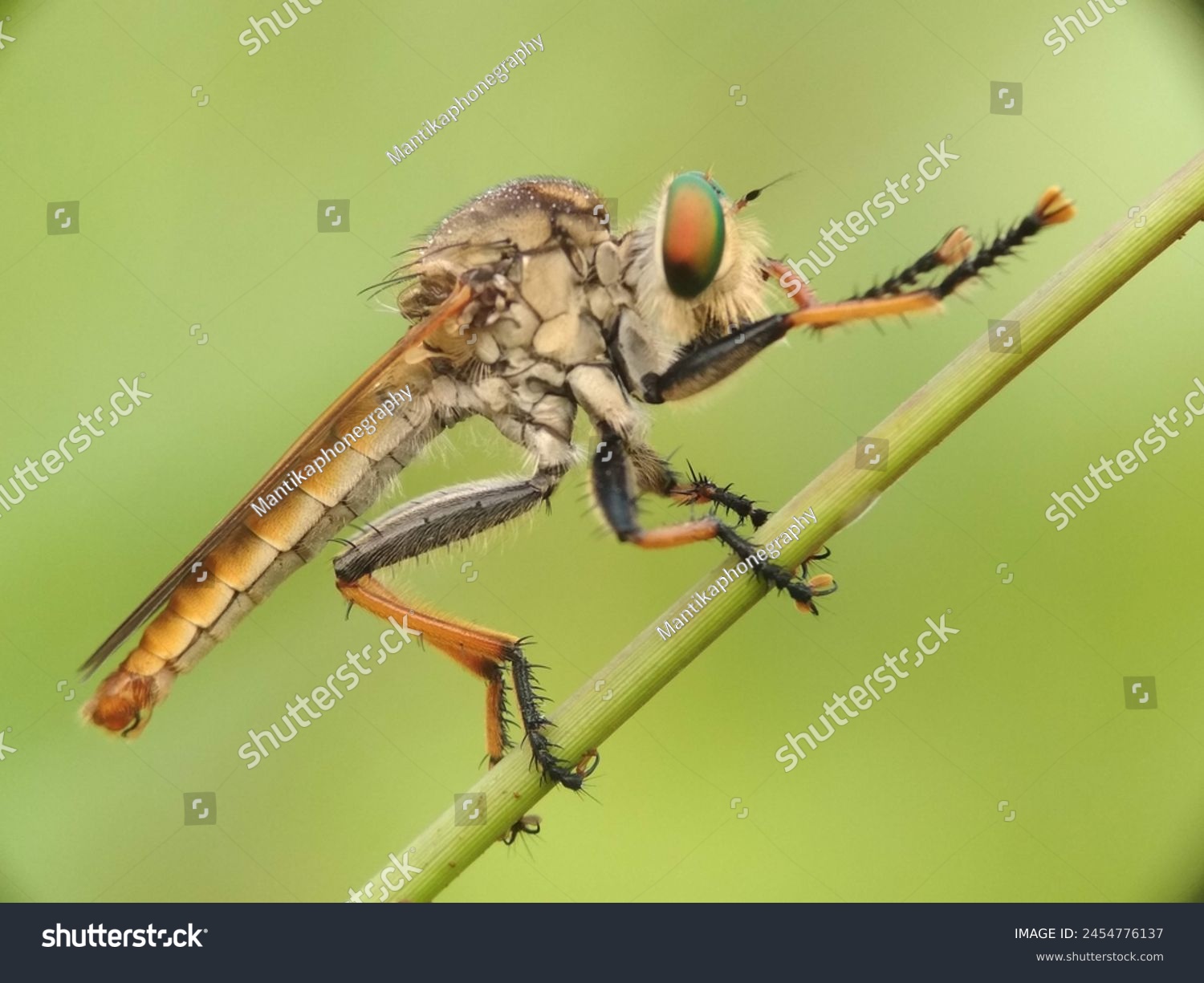 robber fly, robber fly who is cleaning his hands #2454776137