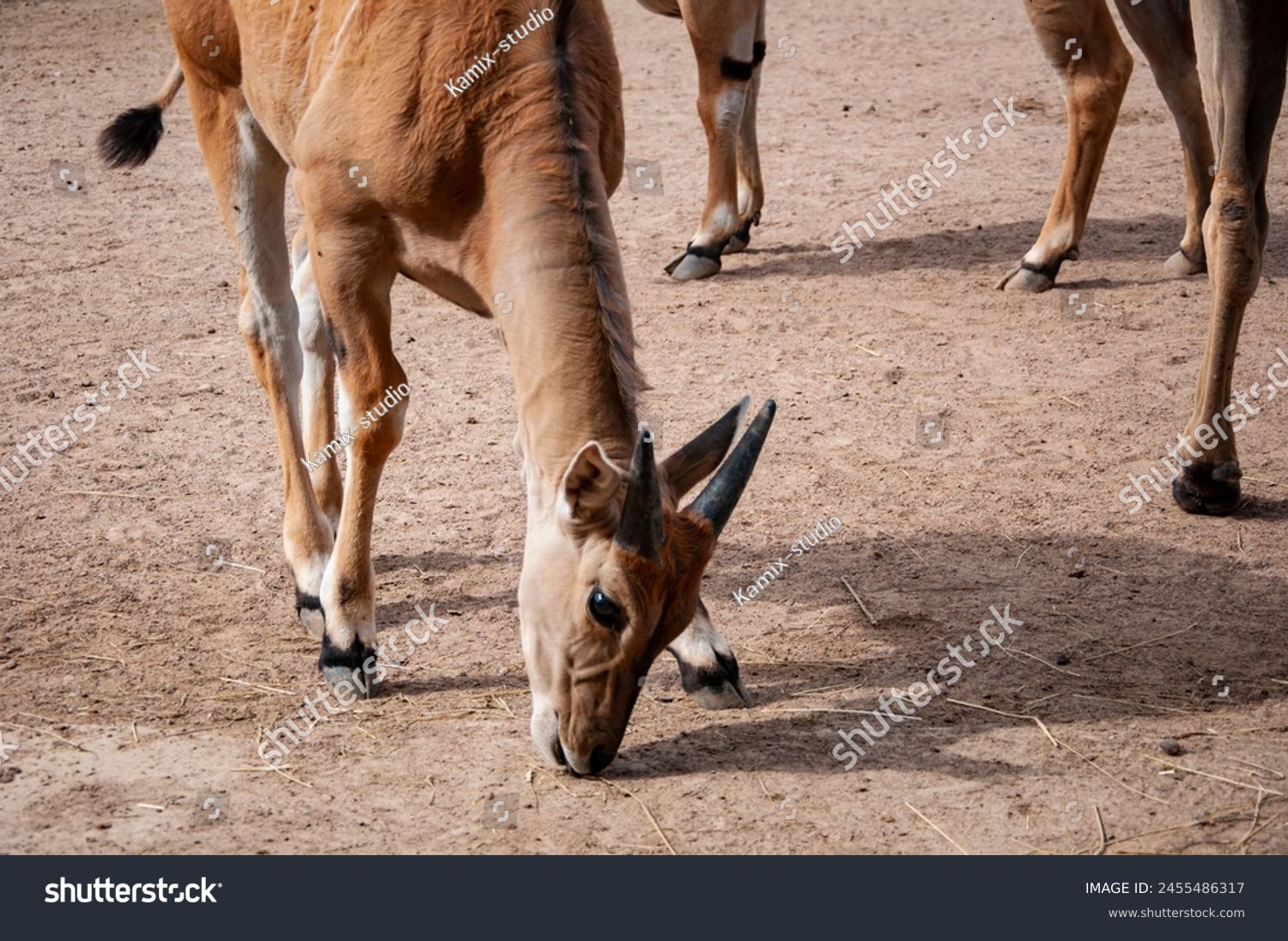 Wildlife and fauna. Eland antelope. Wild animal and wildlife. Animal in zoo. Eland antelope in zoo park. Kenya. #2455486317