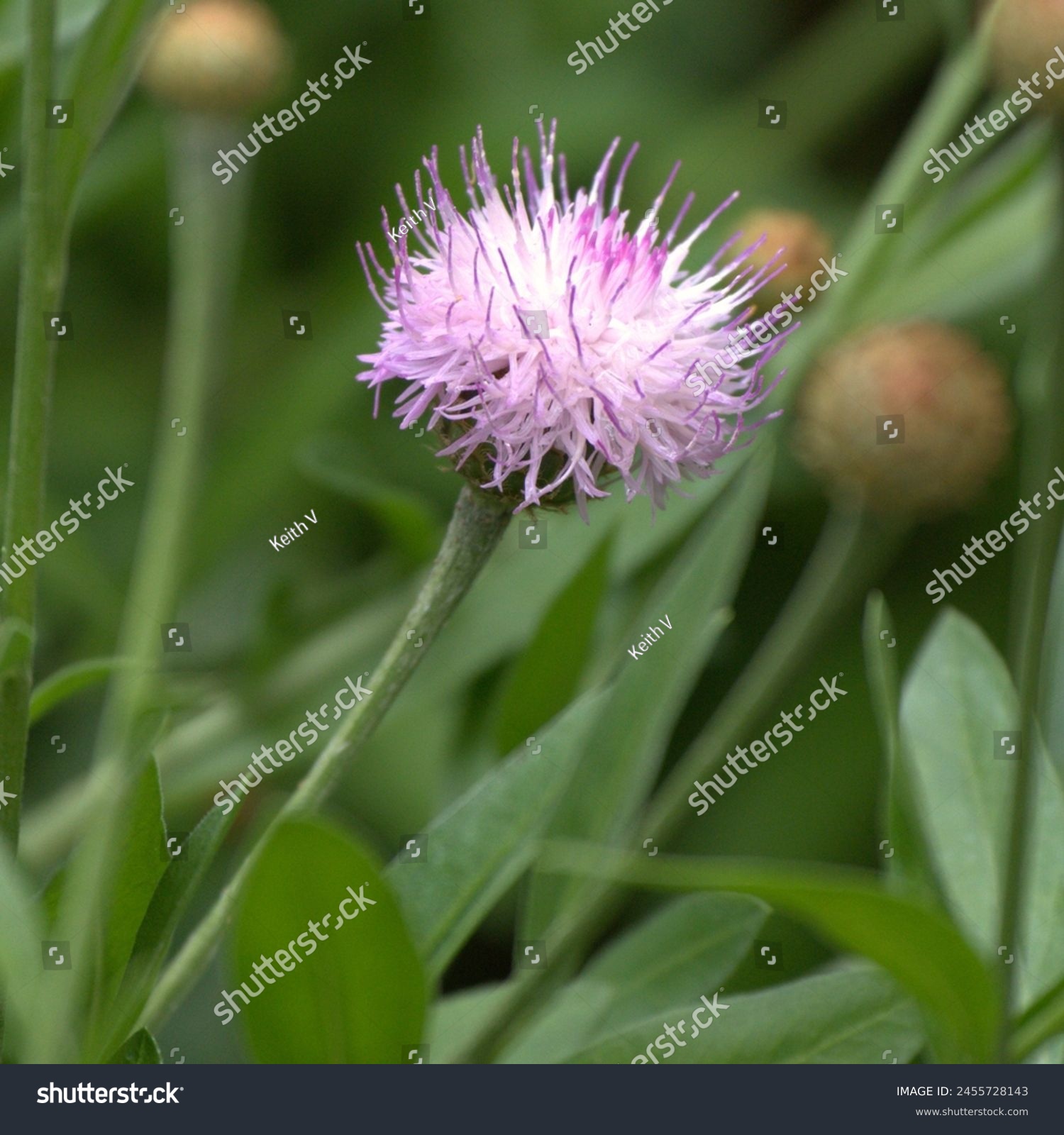 A beautiful pink spikey flower #2455728143