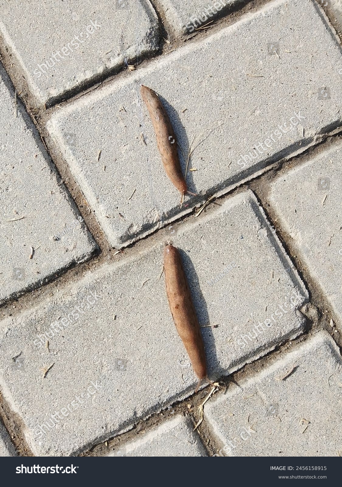 Slippery brown slug with black head crawls on the asphalt. Red roadside slug (Arion rufus) on the street during the day. Spanish Slug (Arion vulgaris) on tarmac road. Selective Focus. #2456158915