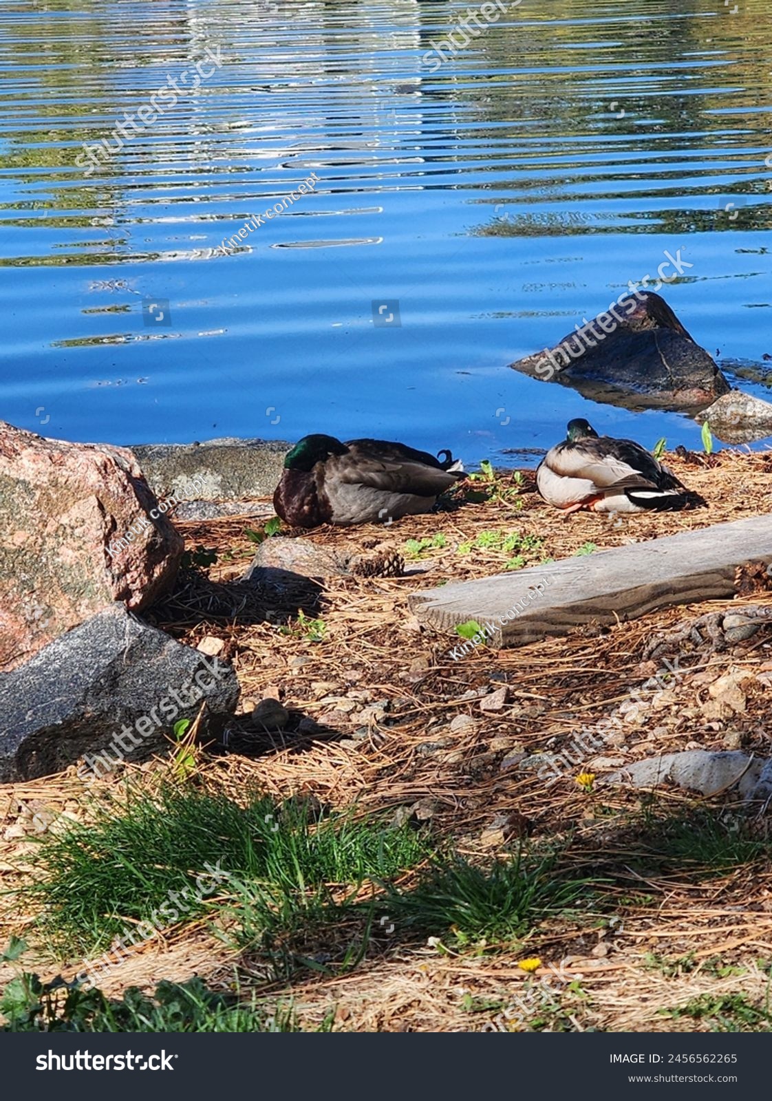 Two ducks peacefully napping on a serene lakeshore, surrounded by rocks and gentle morning light, capturing a tranquil moment in nature. Ideal for depicting wildlife and calm environments. #2456562265