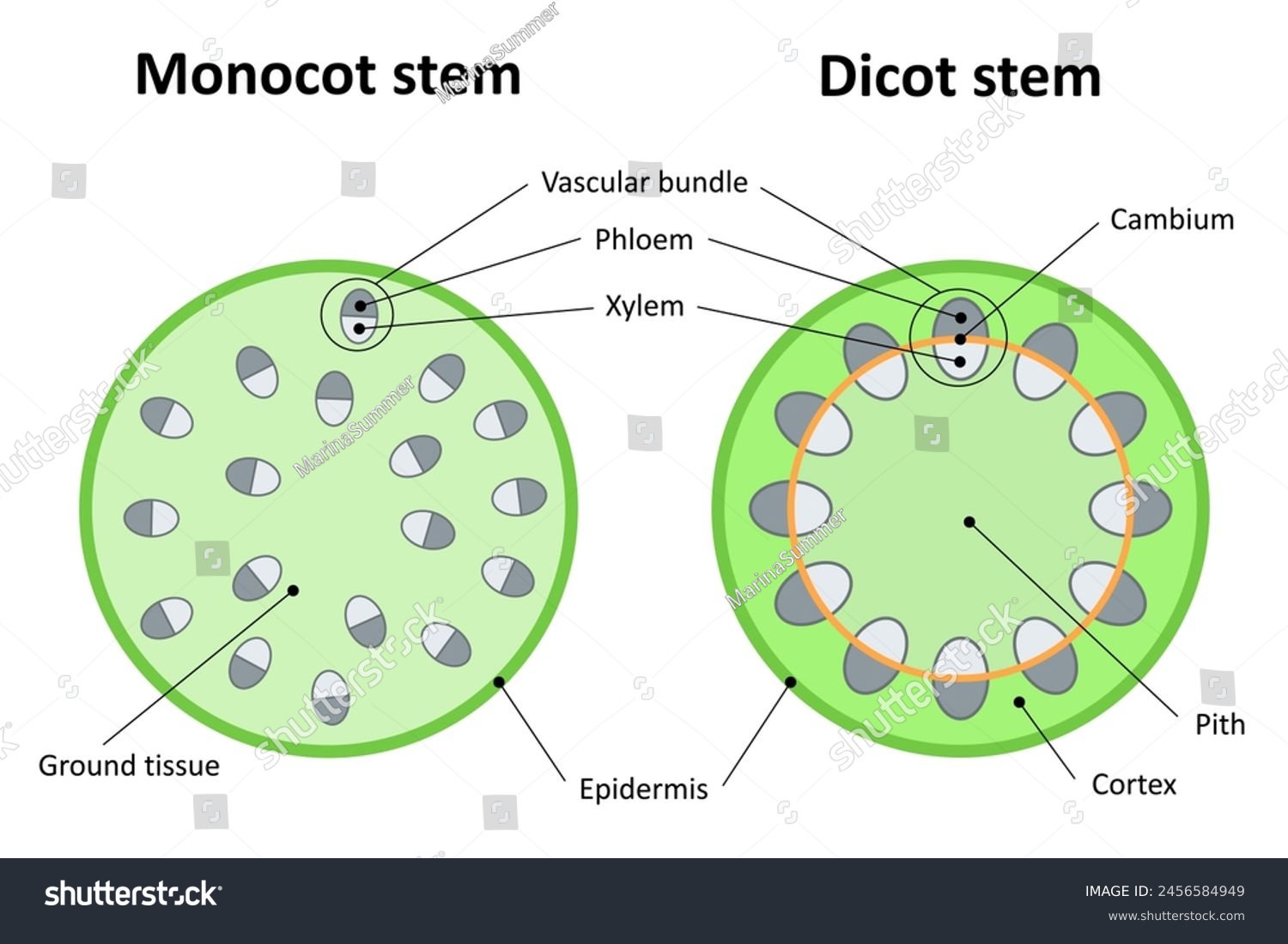 Monocot stem and dicot stem. Diagram. - Royalty Free Stock Vector ...