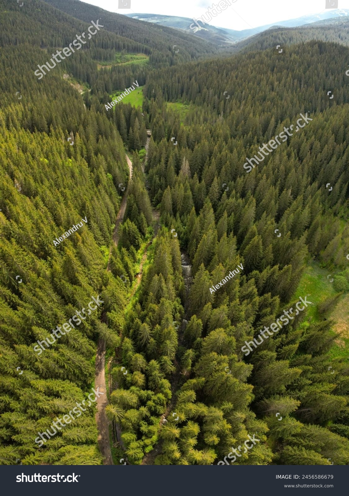 Vertical drone view above Sadu valley. Sadu river flowing along wild coniferous forests through green pastures. Cindrel mountain peaks are raising impetuous toabove the horizon. Carpathia, Romania #2456586679