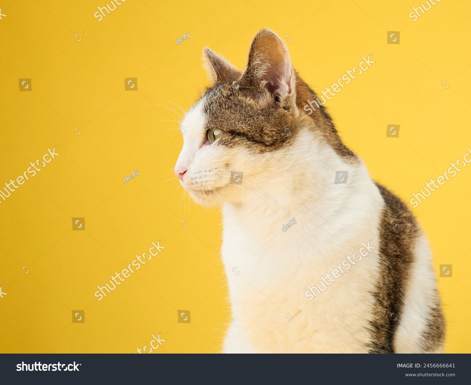 A poised tabby cat confidently gazes forward, set against a vivid yellow backdrop. The cat's striking green eyes captivate in the monochromatic setting #2456666641