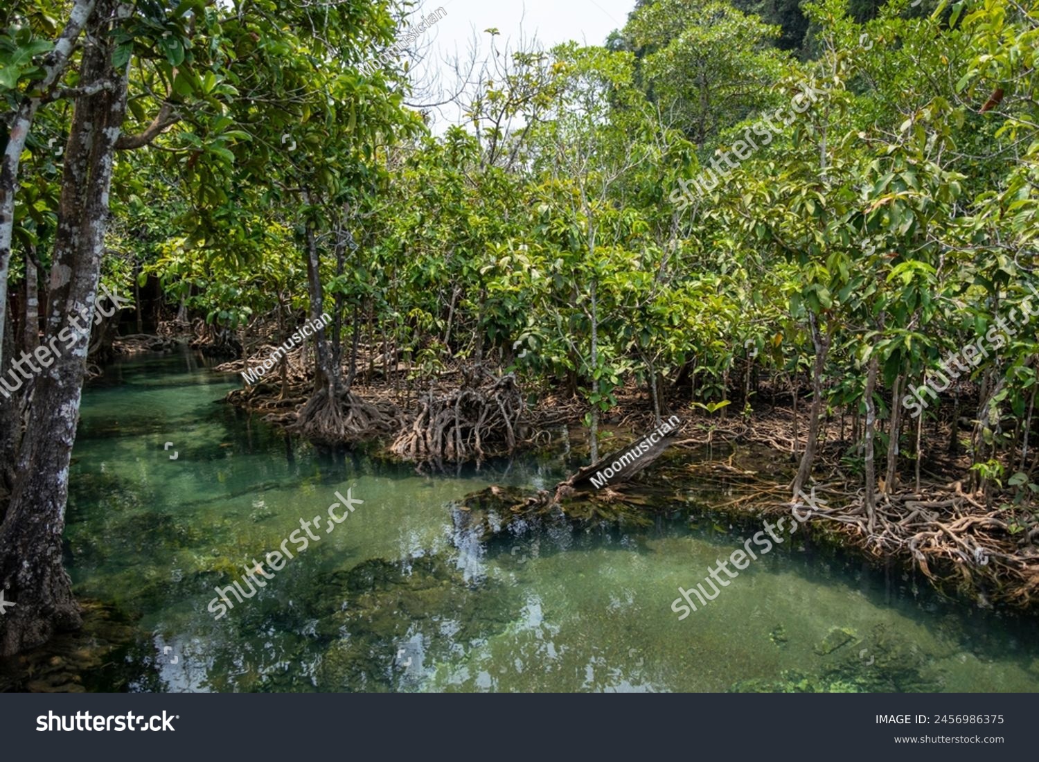 Transparent green and blue stream the tree roots and rocks under the water. Thapom Klong Song Nam in Krabi, Thailand #2456986375