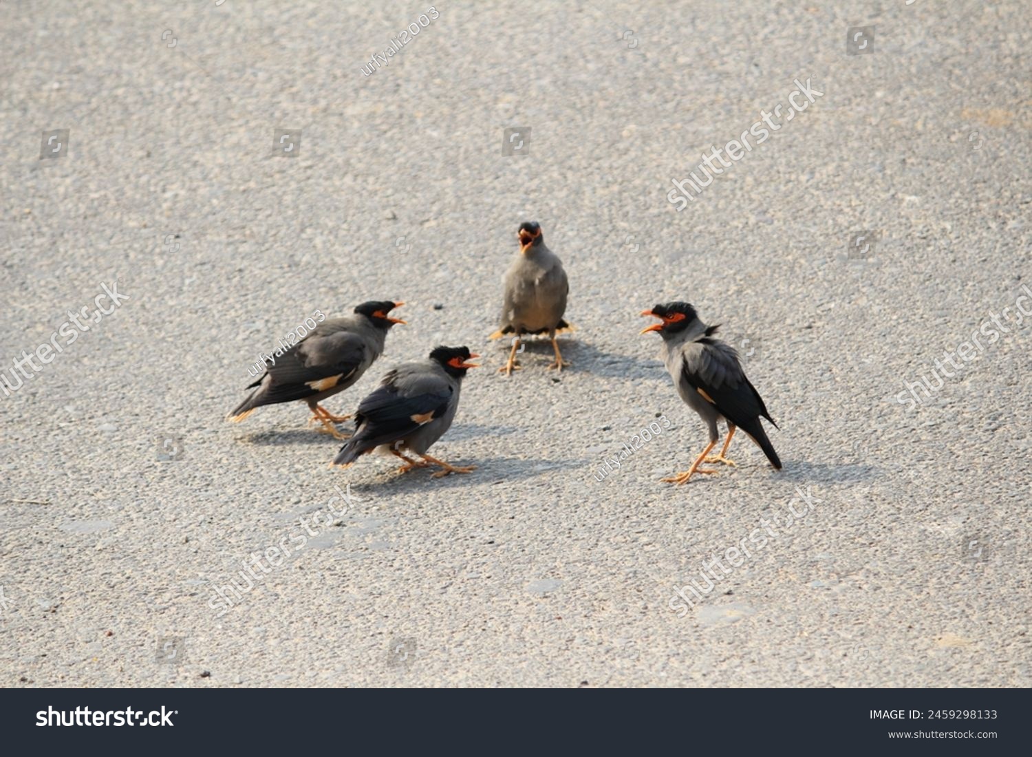 Four birds gather, their postures animated, as if engaged in lively discourse. Nature's silent symposium, a scene of avian camaraderie. #2459298133