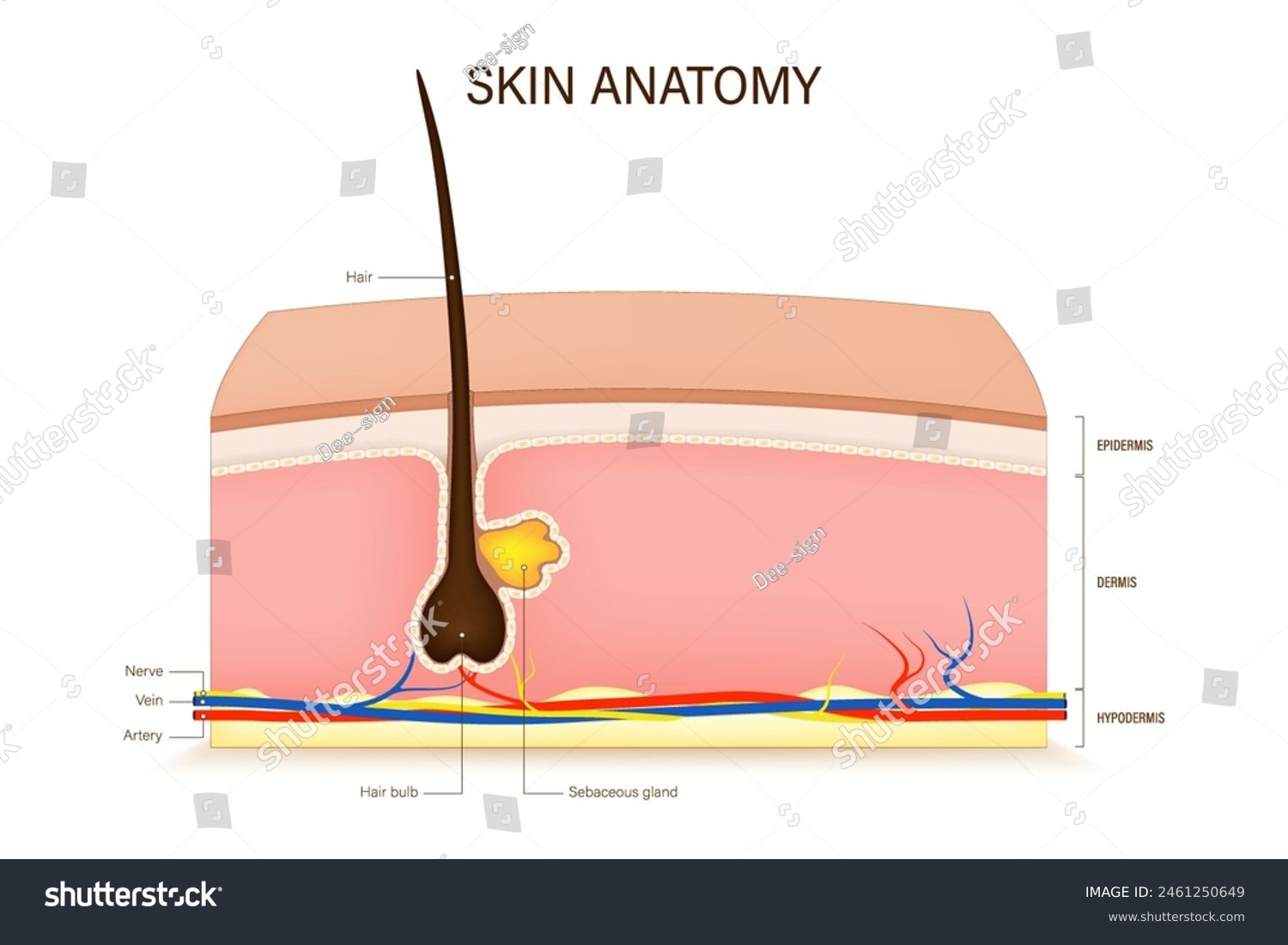 Human skin anatomy vector. Skin layers structure - Royalty Free Stock ...