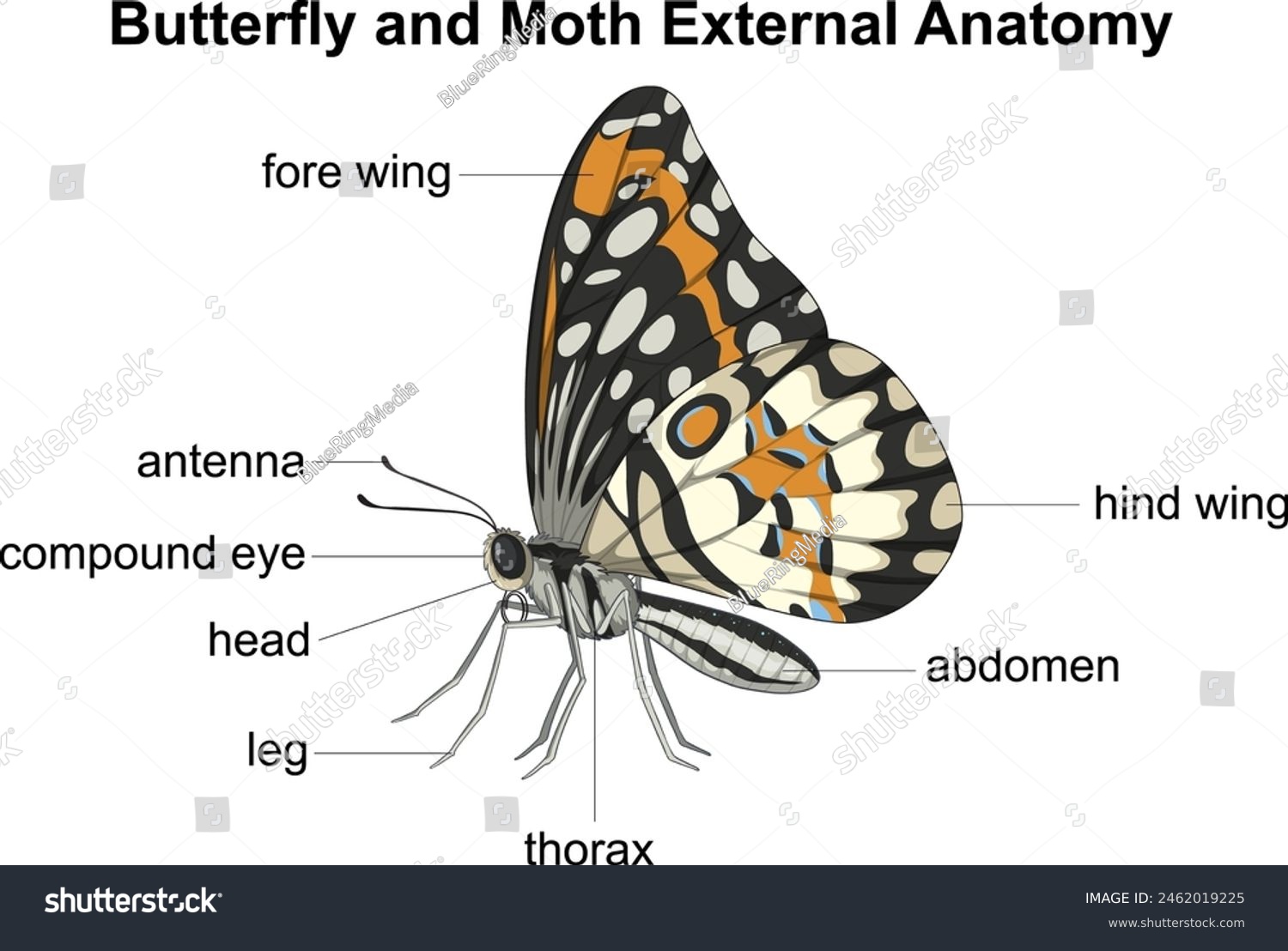 Labeled parts of butterfly and moth anatomy - Royalty Free Stock Vector ...