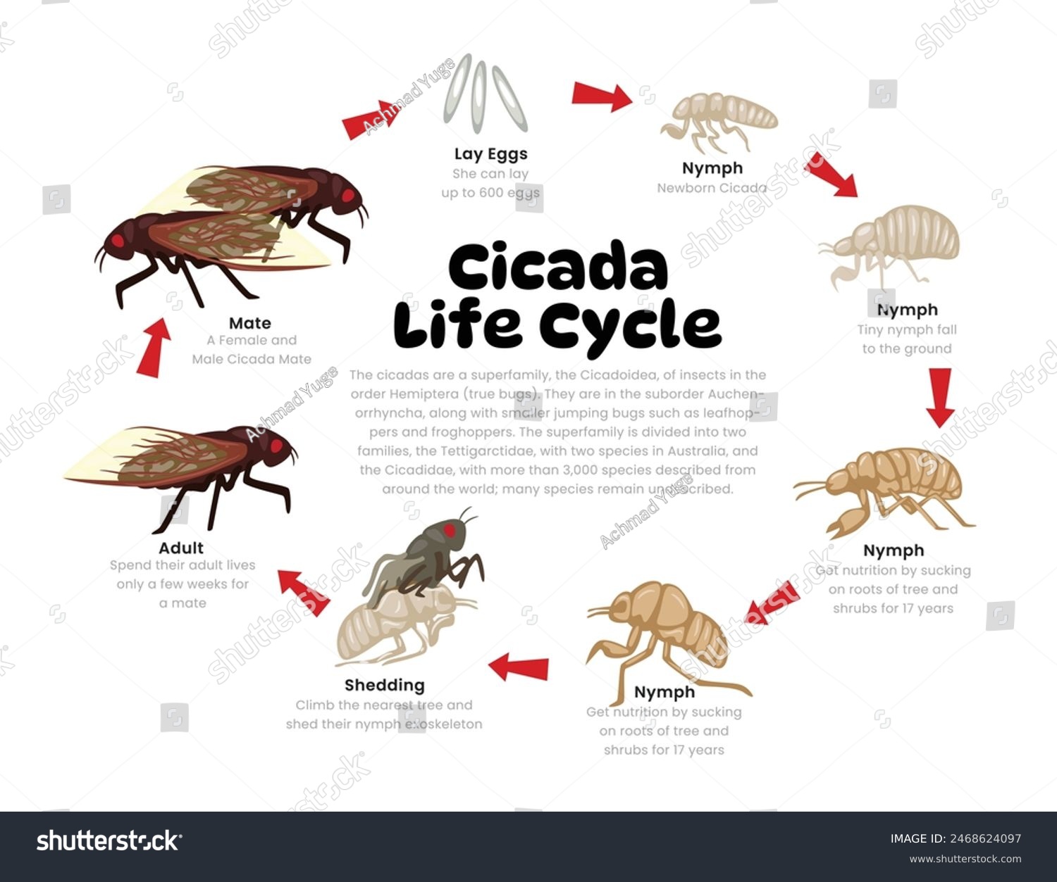 Cicada Life Cycle Diagram for Science Education - Royalty Free Stock ...