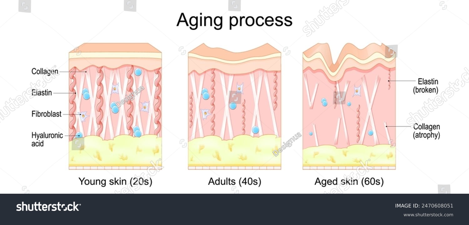 Aging process. Comparison of Young, Adults and - Royalty Free Stock ...