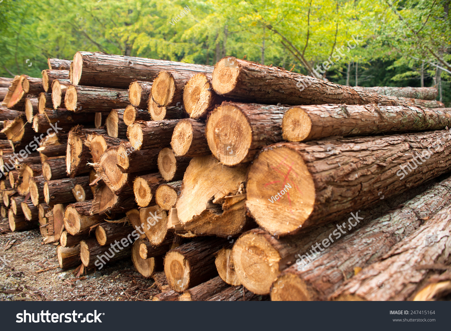 timber texture #247415164