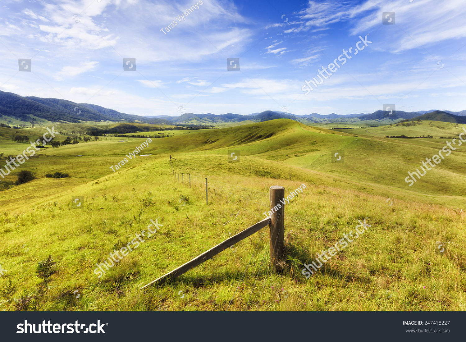 Australia regional NSW rural landscape of grazing cultivated agricultural land in Barrington tops region developed for cattle growing  #247418227