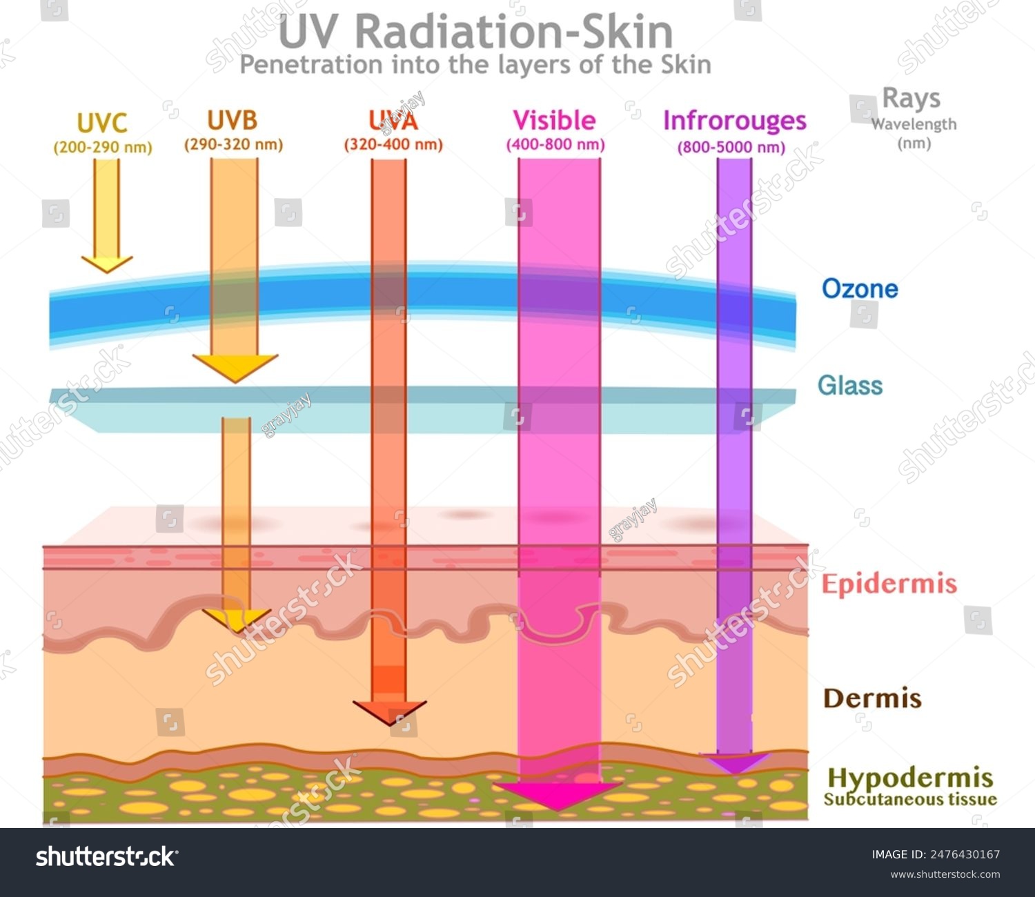 UV radiation in skin layers damage. Ultraviolet - Royalty Free Stock ...