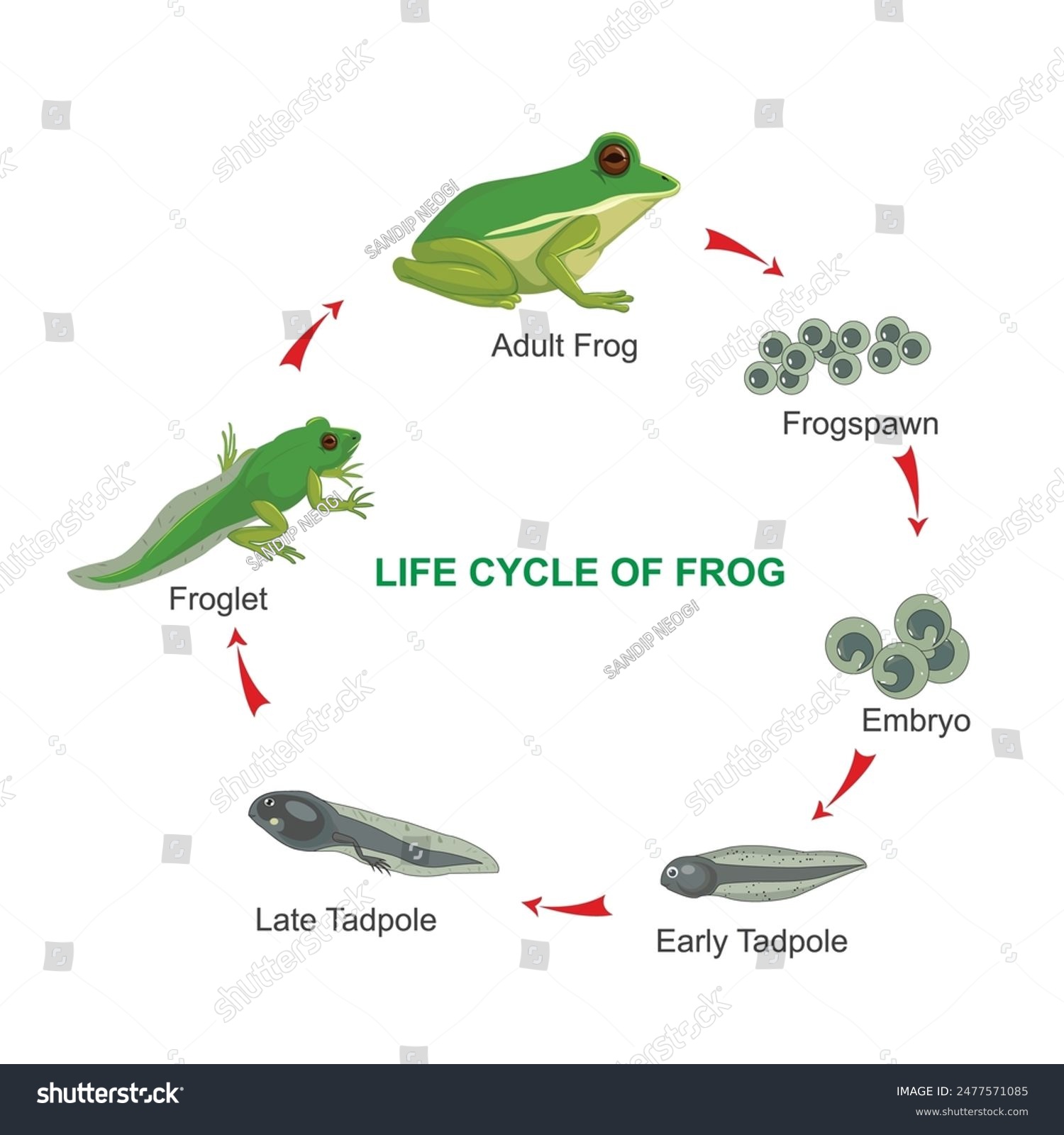 Life cycle of a frog. Amphibian reproduction. - Royalty Free Stock ...