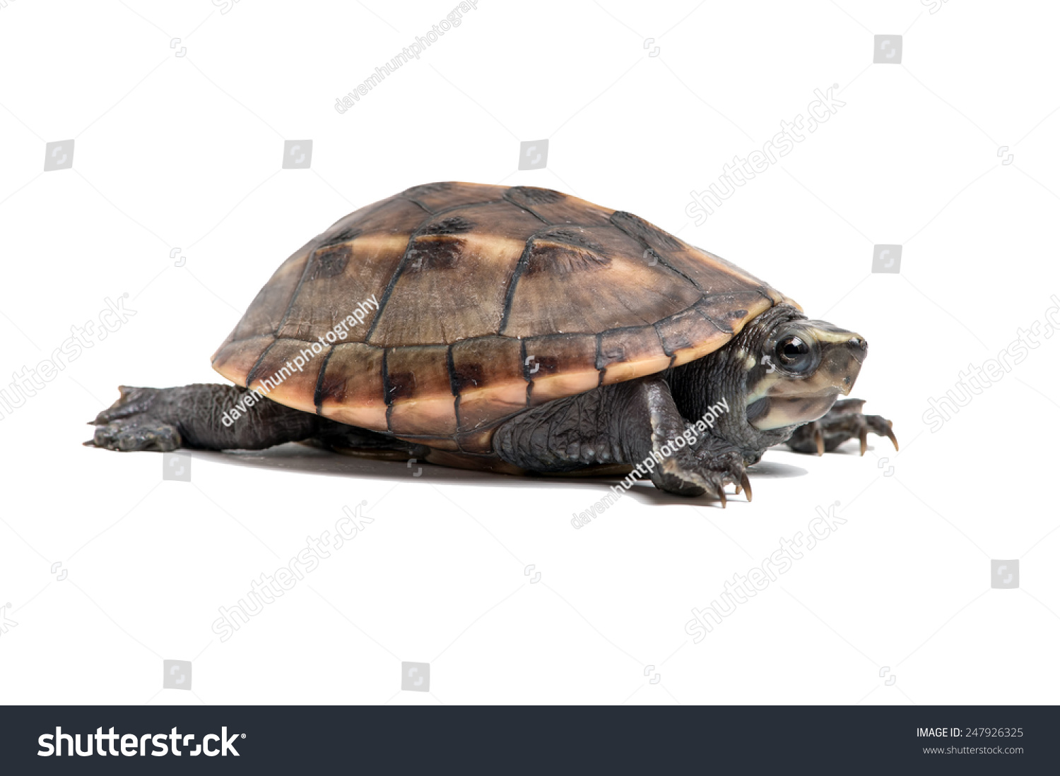 Striped Mud Turtle on a white background/Mud Turtle/Striped Mud Turtle (Kinosternon Baurii) #247926325