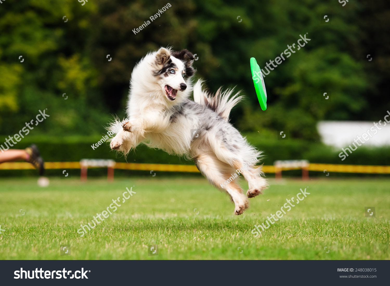 Border collie dog in jump in summer #248038015