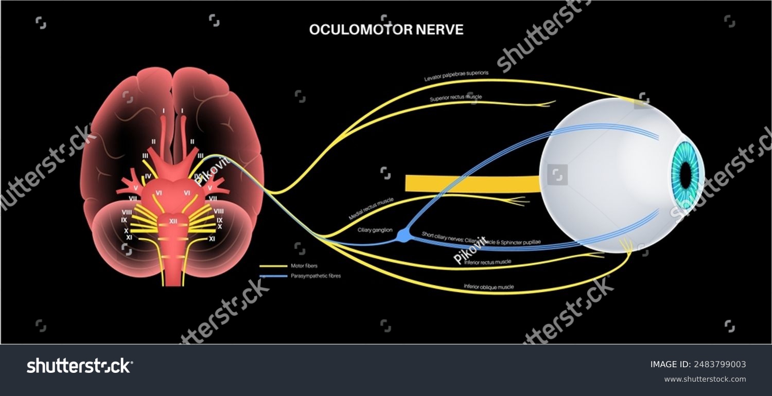 Oculomotor nerve in human brain, eye anatomy. - Royalty Free Stock ...