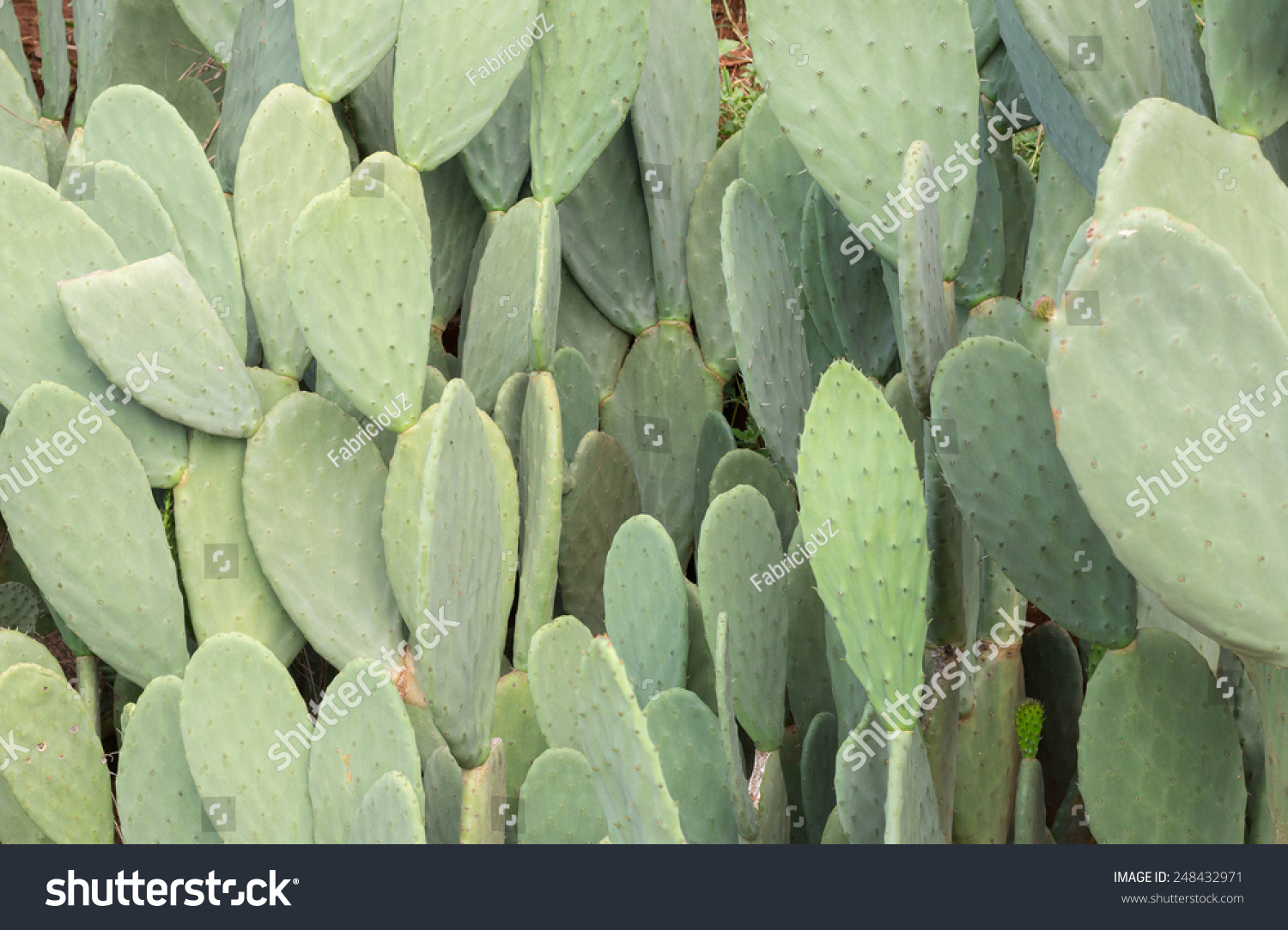 cactus tree #248432971
