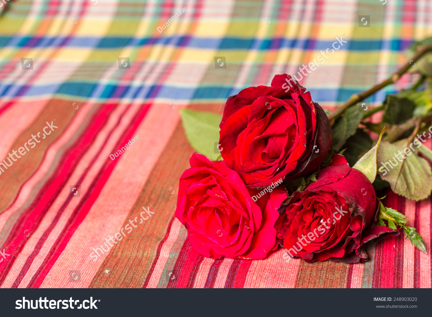 red rose with  fabric plaid Cotton #248903020