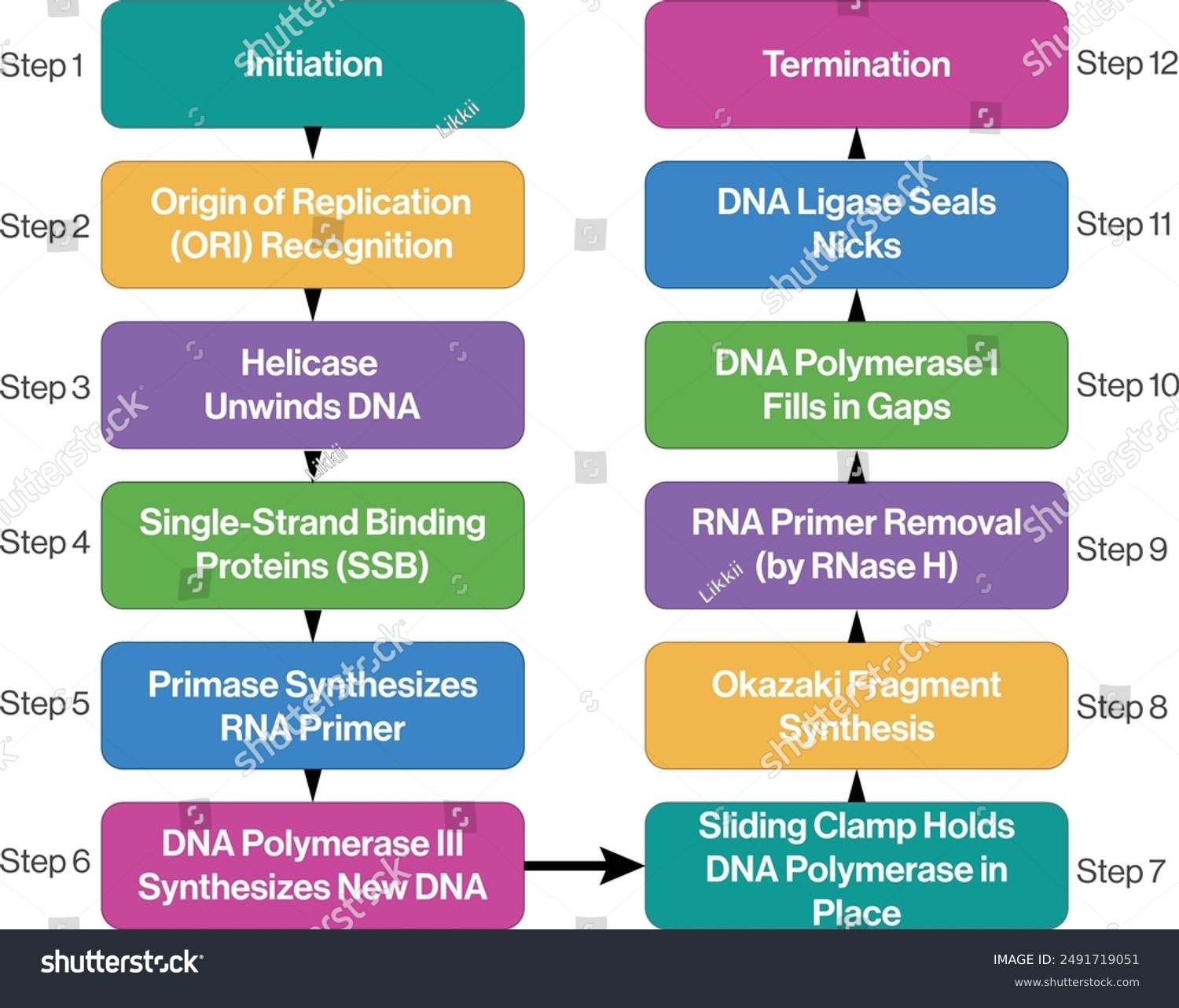 Dna Replication Process Flow Chart Illustration Royalty Free Stock Vector 2491719051 2145