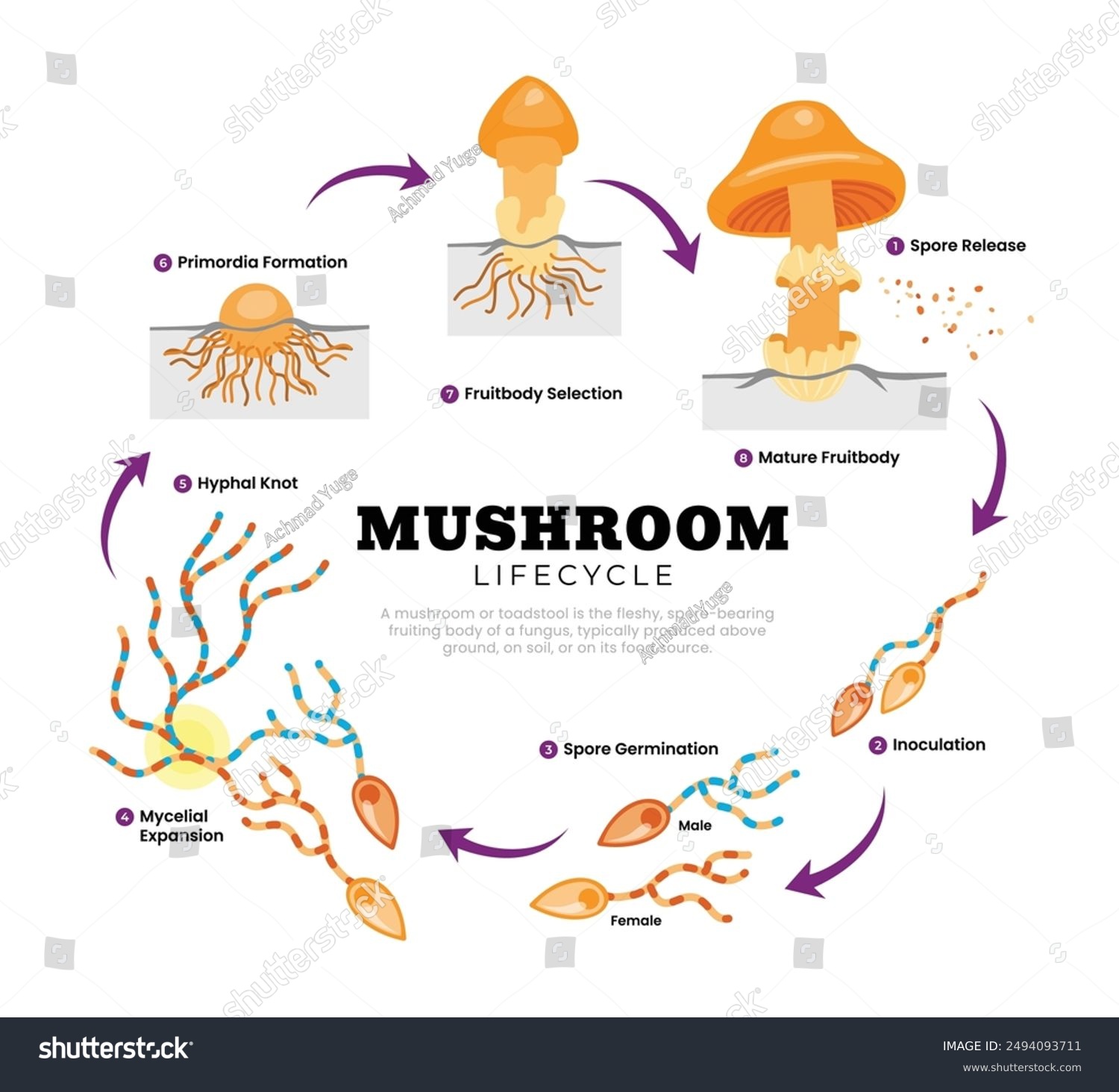 Mushroom Anatomy Life Cycle Stages Diagram, - Royalty Free Stock Vector 