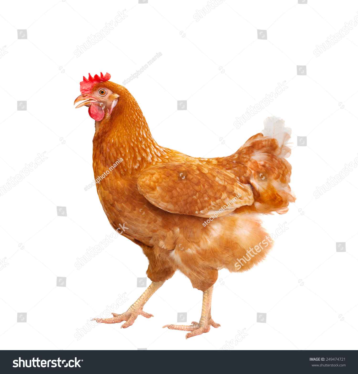 full body of brown chicken ,hen standing isolated white background use for farm animals and livestock theme #249474721