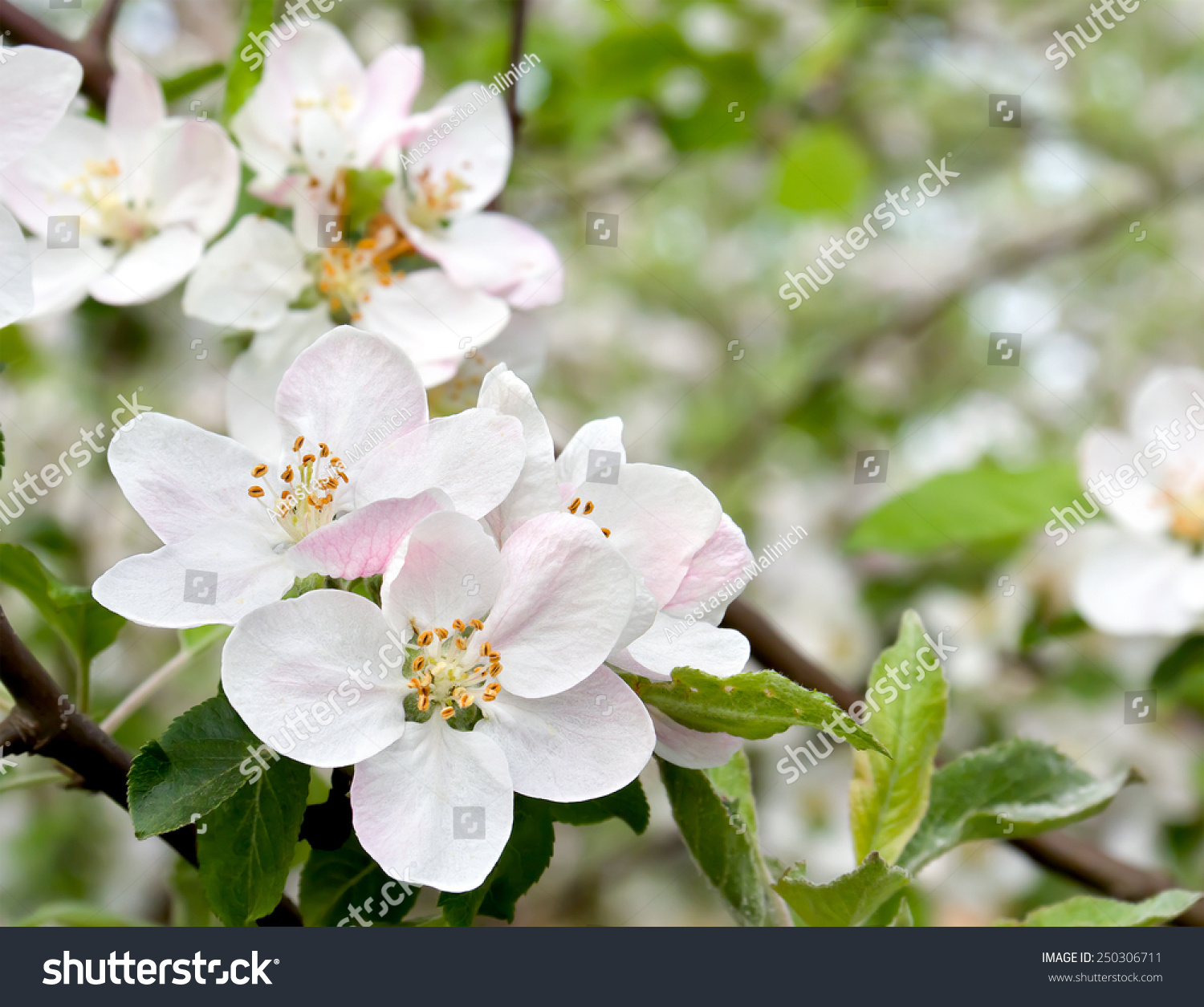Blooming apple tree in spring time. #250306711