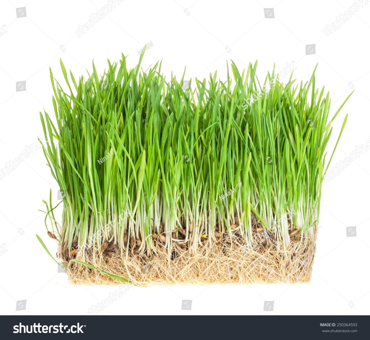 fresh green grass isolated on white background #250364593