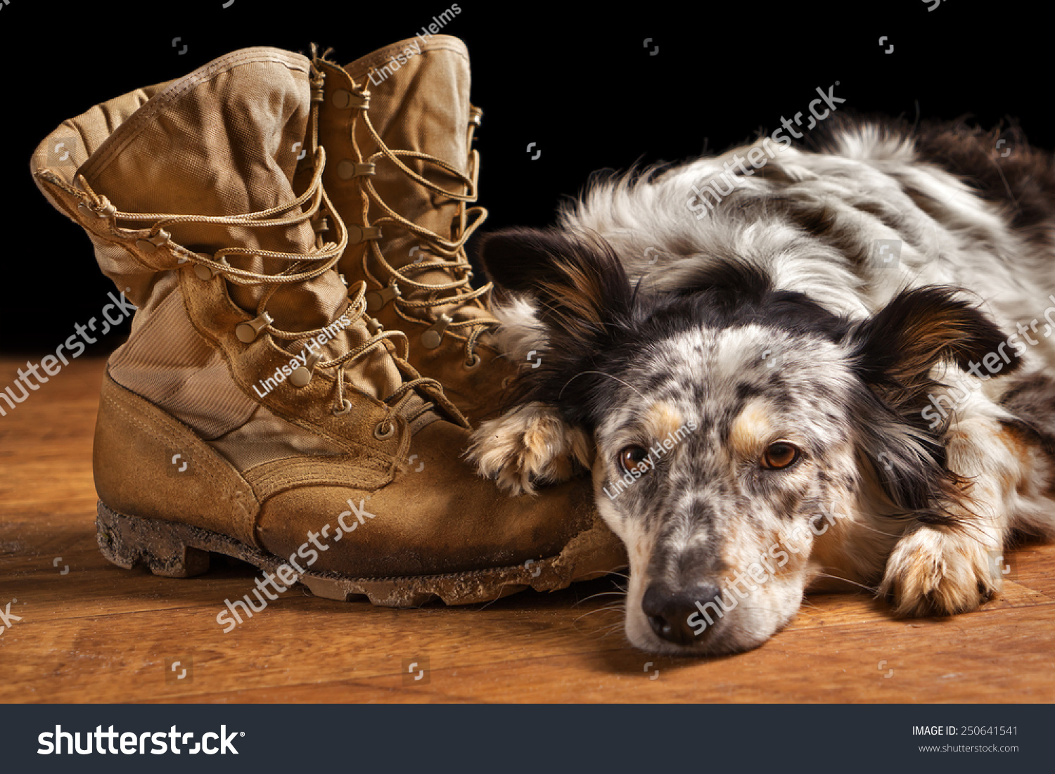 Border collie Australian shepherd dog lying on tan veteran military combat boots looking sad grief stricken in mourning depressed abandoned alone emotional bereaved worried feeling heartbreak #250641541