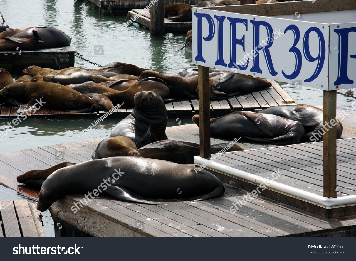 Sea lions at Pier 39 #251031433