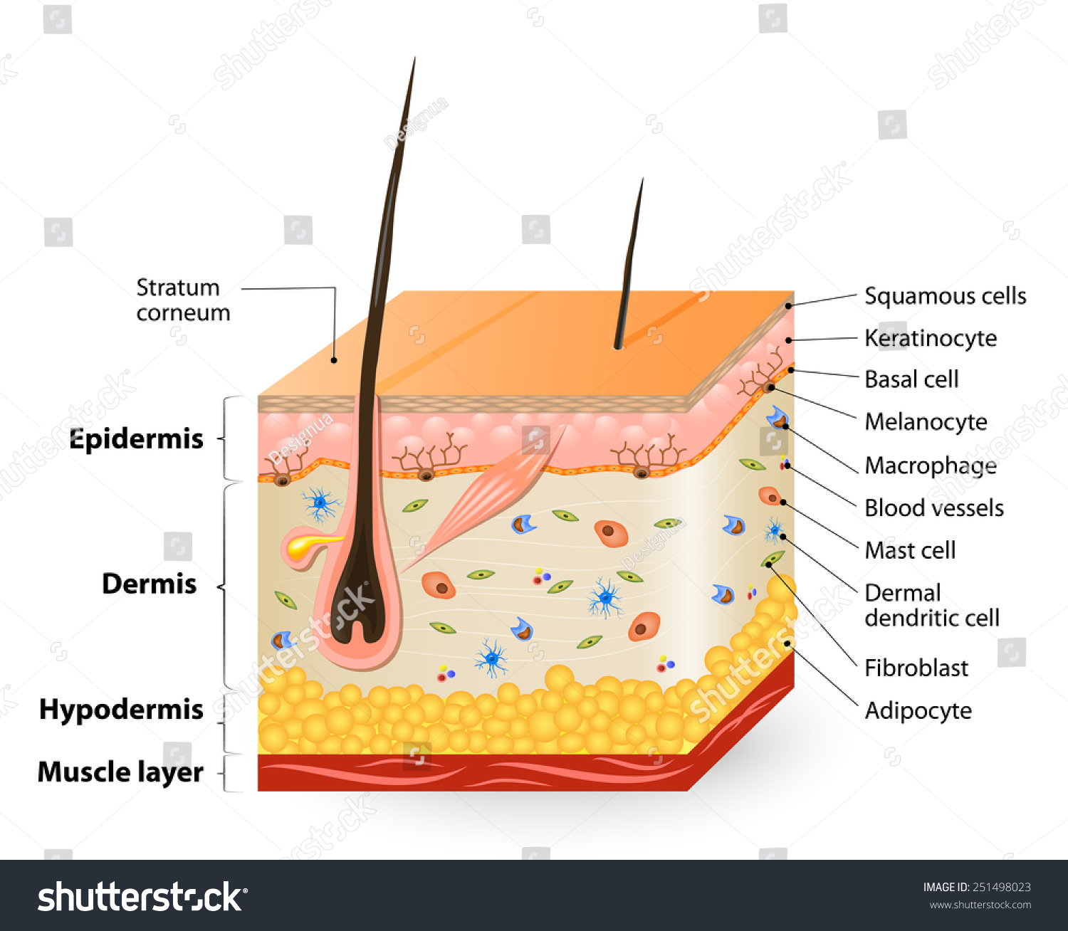 anatomy of human skin layer and arm stock vector 689023216 istock royalty free structure of the human skin anatomy 251498023 stock photo avopix anatomy of human skin layer and arm stock vector 689023216 istock royalty free structure of the human skin anatomy 251498023 stock photo avopix