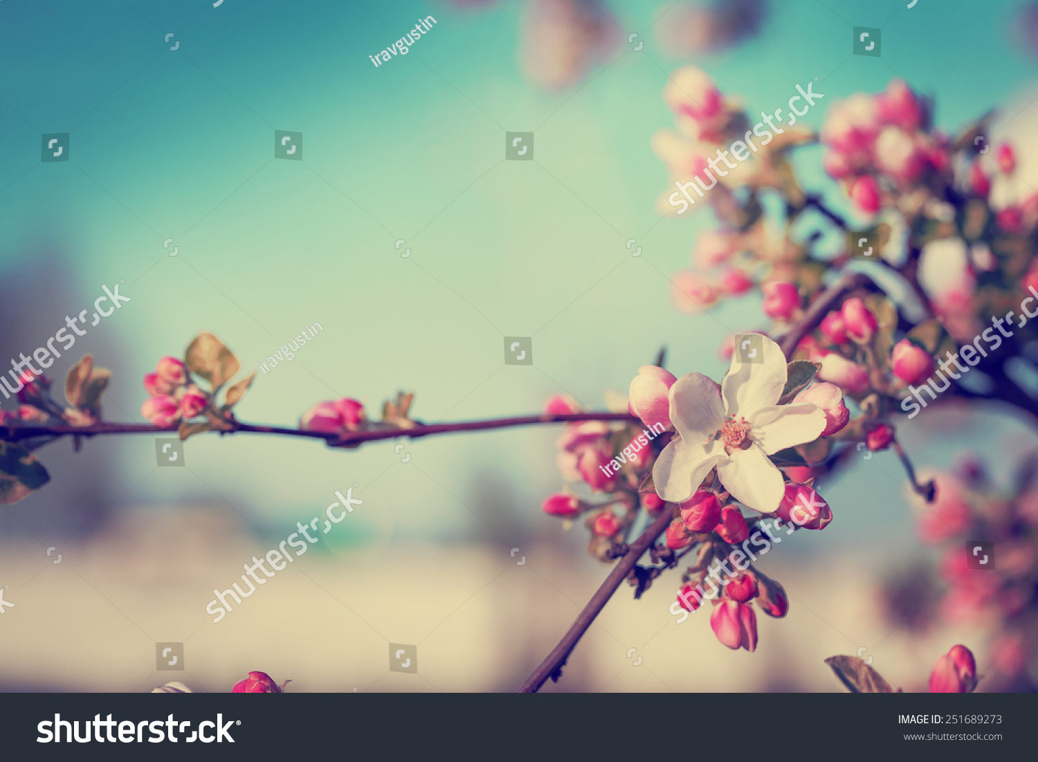 Blossom tree over nature background/ Spring flowers/Spring Background #251689273