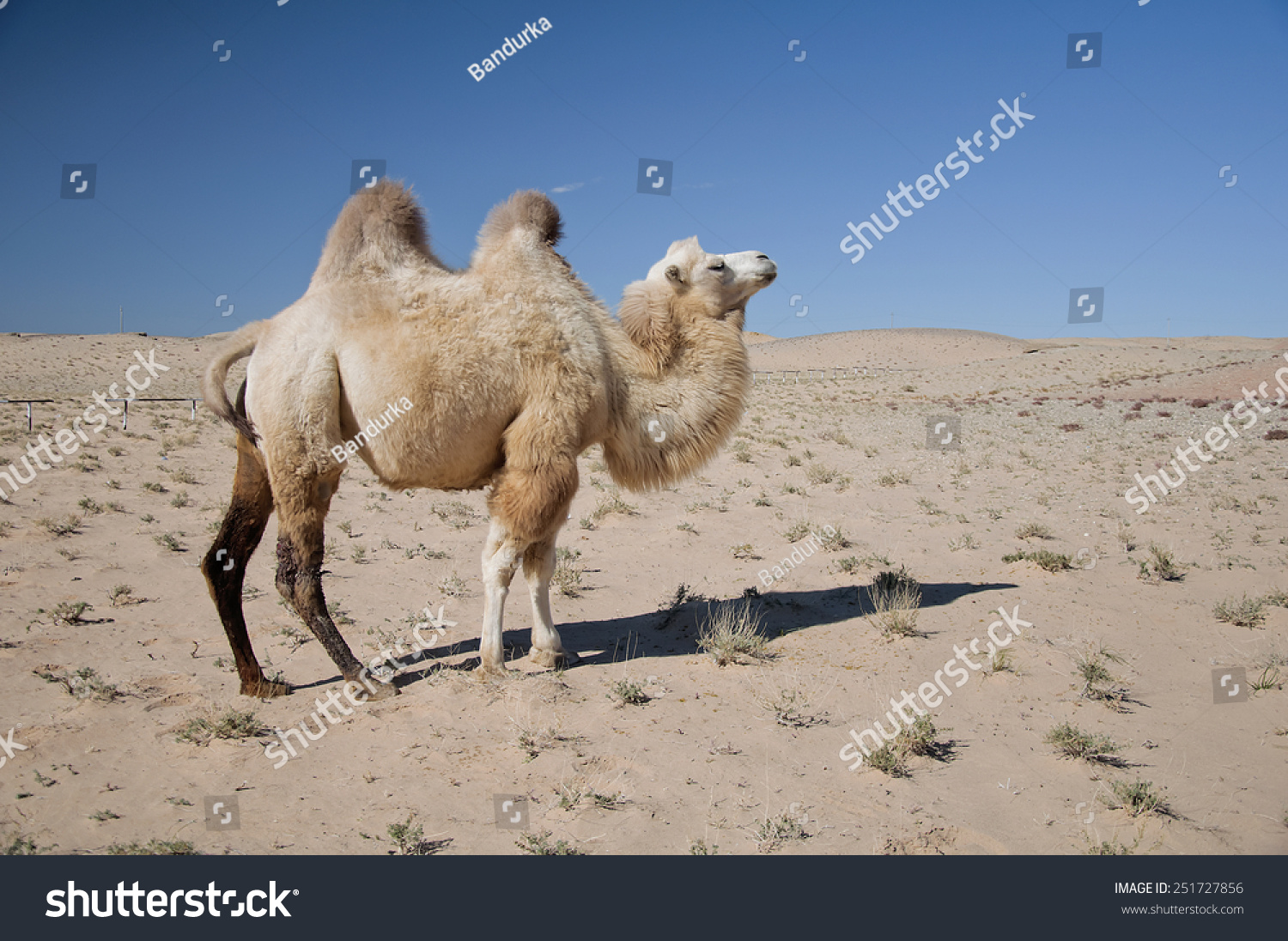 Mongolian camel #251727856
