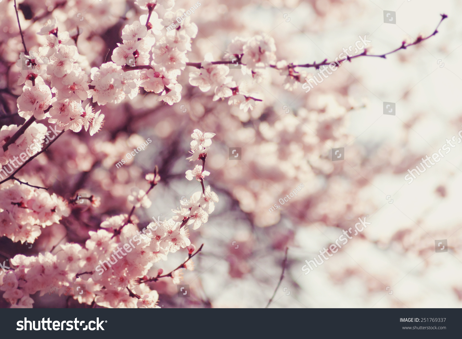 Spring Cherry blossoms, pink flowers. #251769337