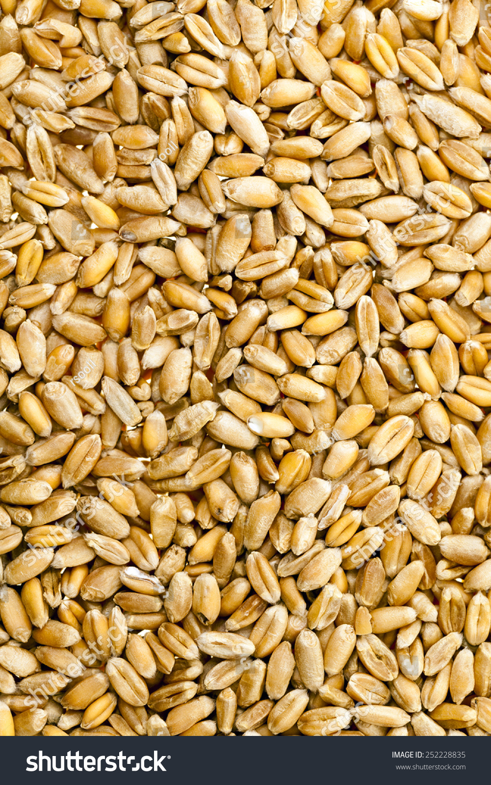   wheat grains photographed by a close up #252228835