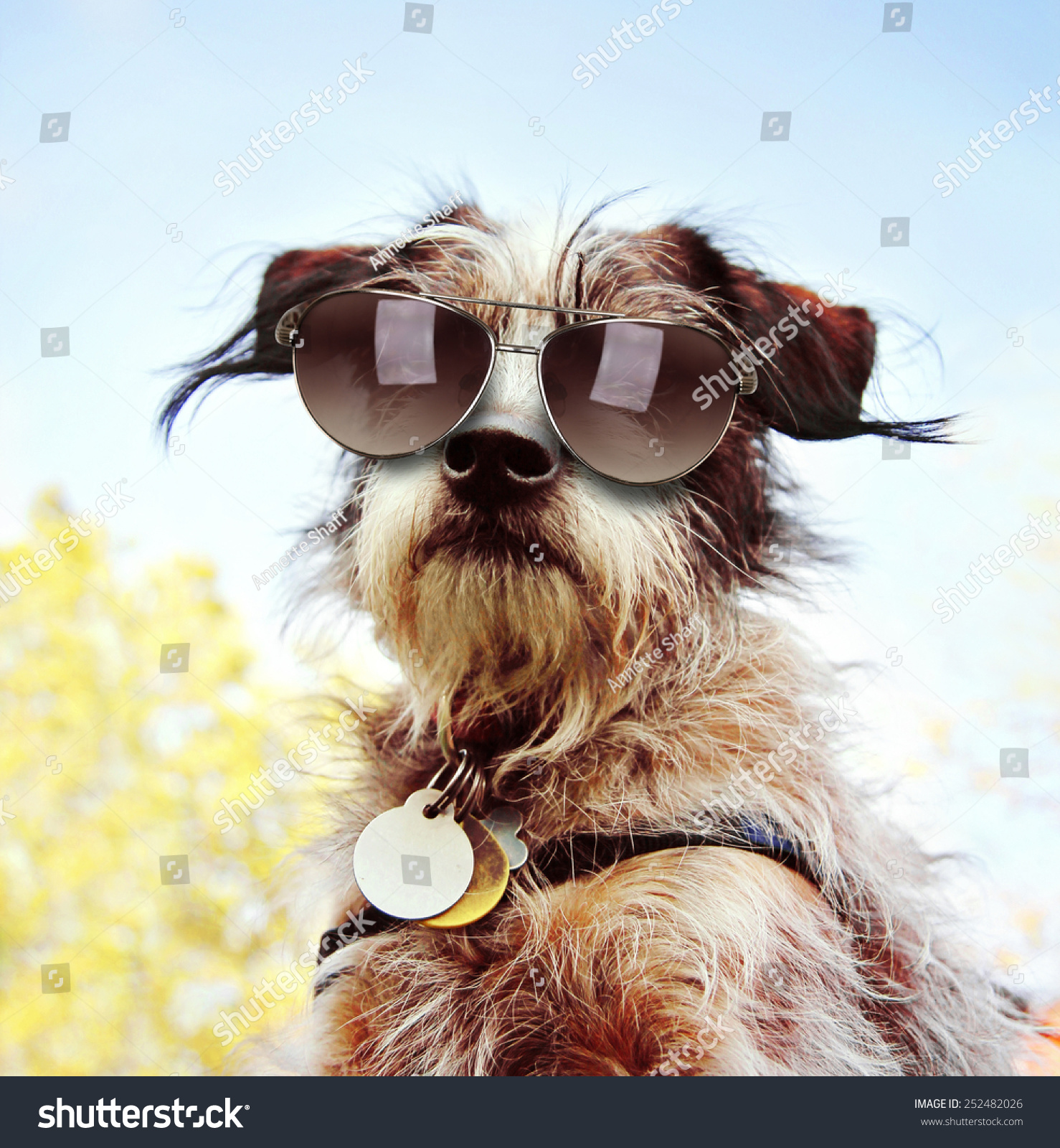 a cute chihuahua terrier mix with sunglasses on at a park or backyard  #252482026
