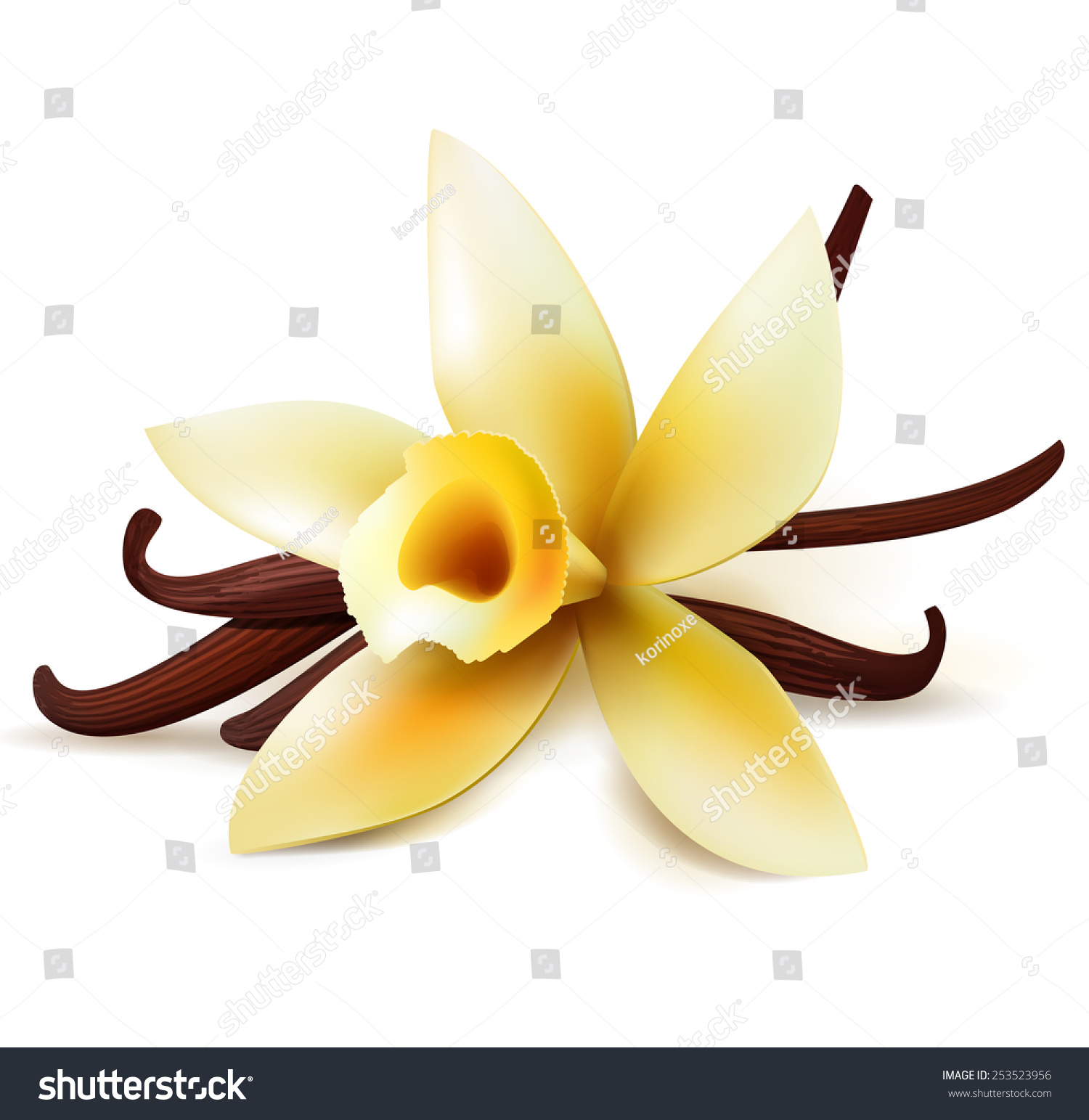 Realistic vanilla flower and pods, vector isolated objects on white background #253523956