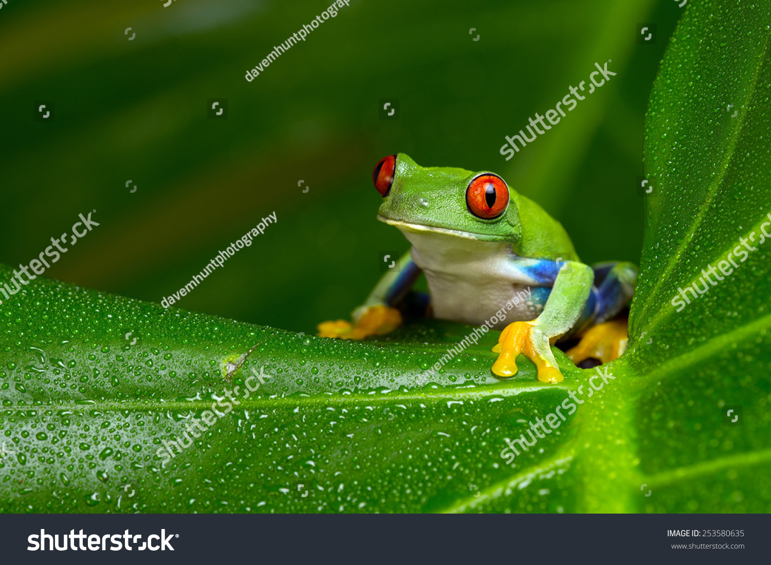 Red-Eyed Amazon Tree Frog on Large Palm Leaf/Red-Eyed Amazon Tree Frog/Red-Eyed Amazon Tree Frog (Agalychnis Callidryas) #253580635