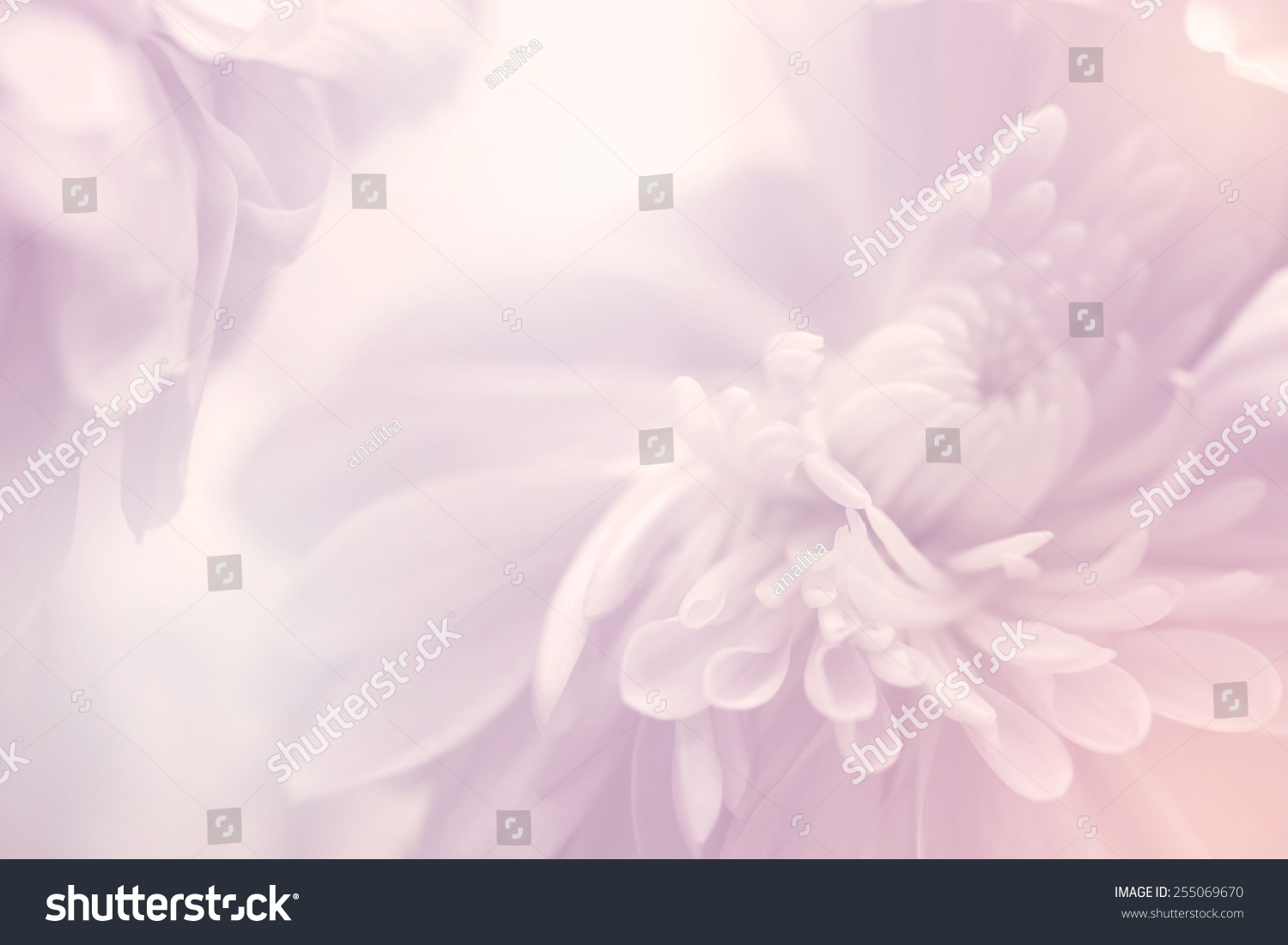 flower on soft pastel color in blur style #255069670