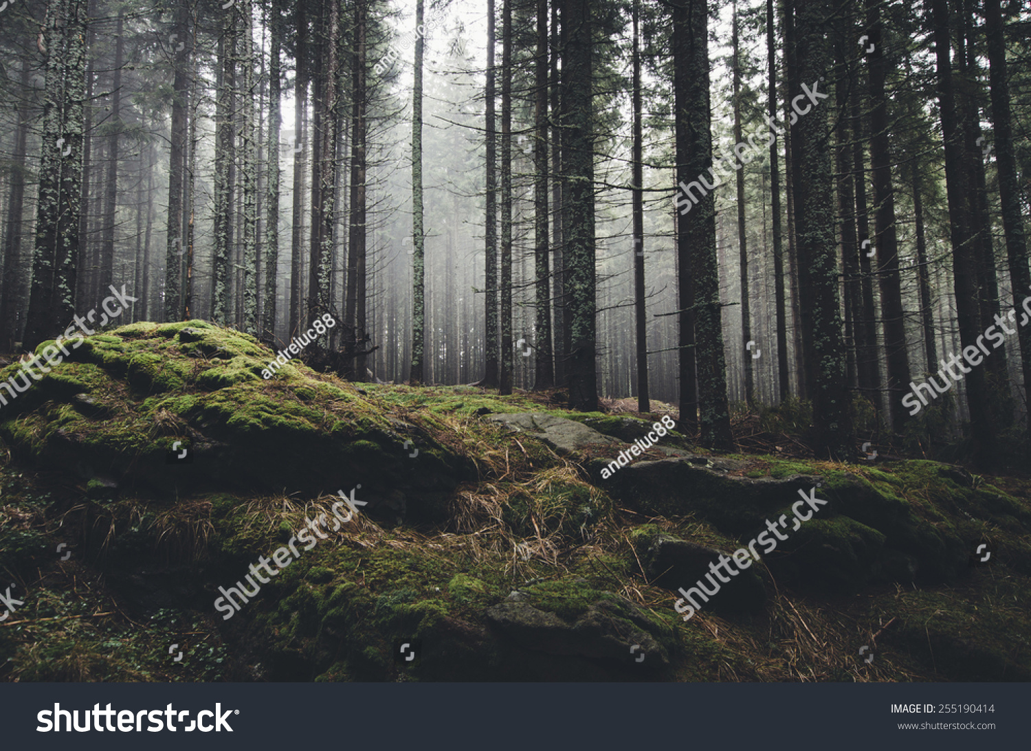 wilderness landscape forest with pine trees and moss on rocks #255190414