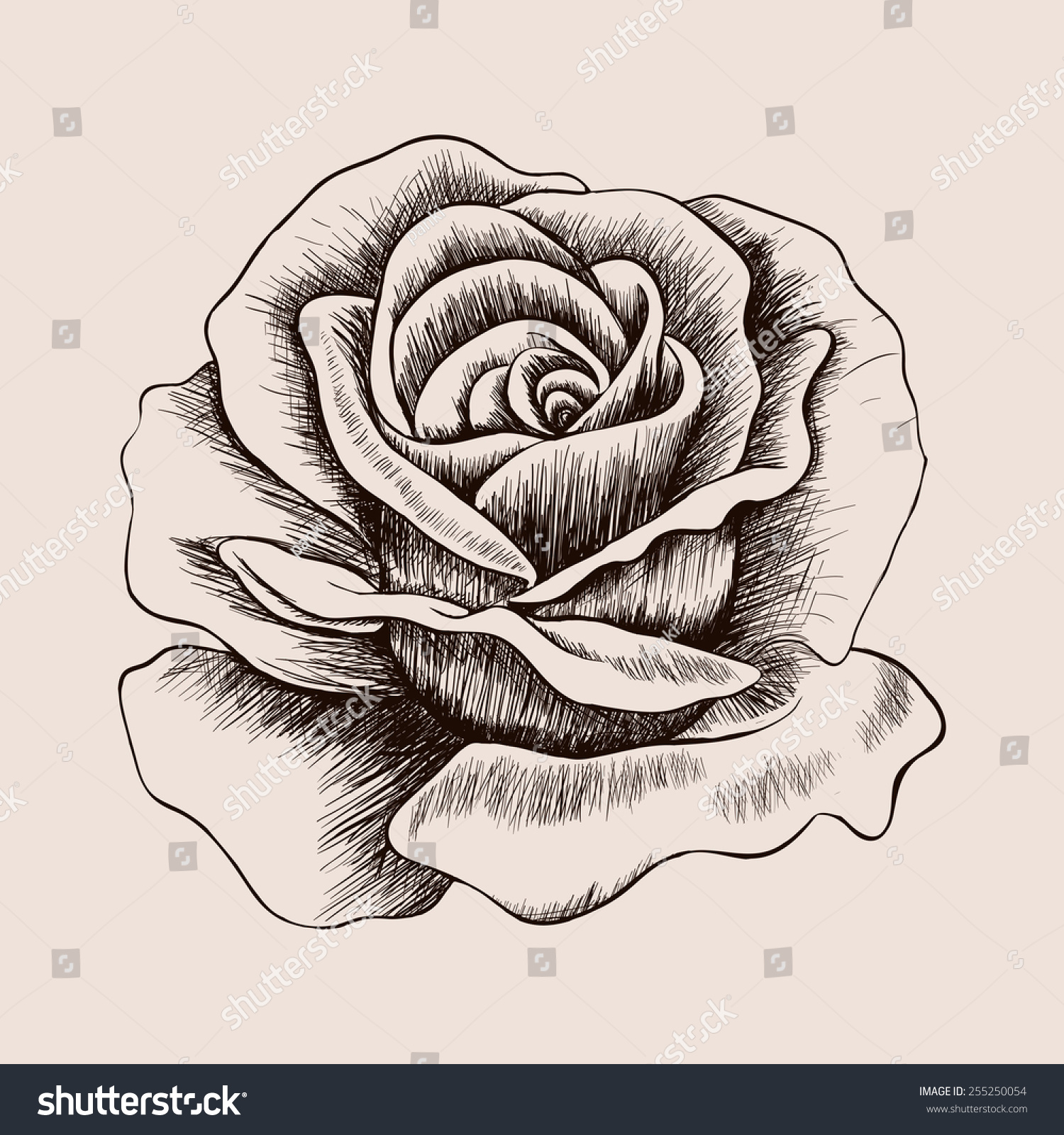 Sketch Rose Hand Drawn Realistic Flower Royalty Free Stock Photo 255250054 Avopix Com