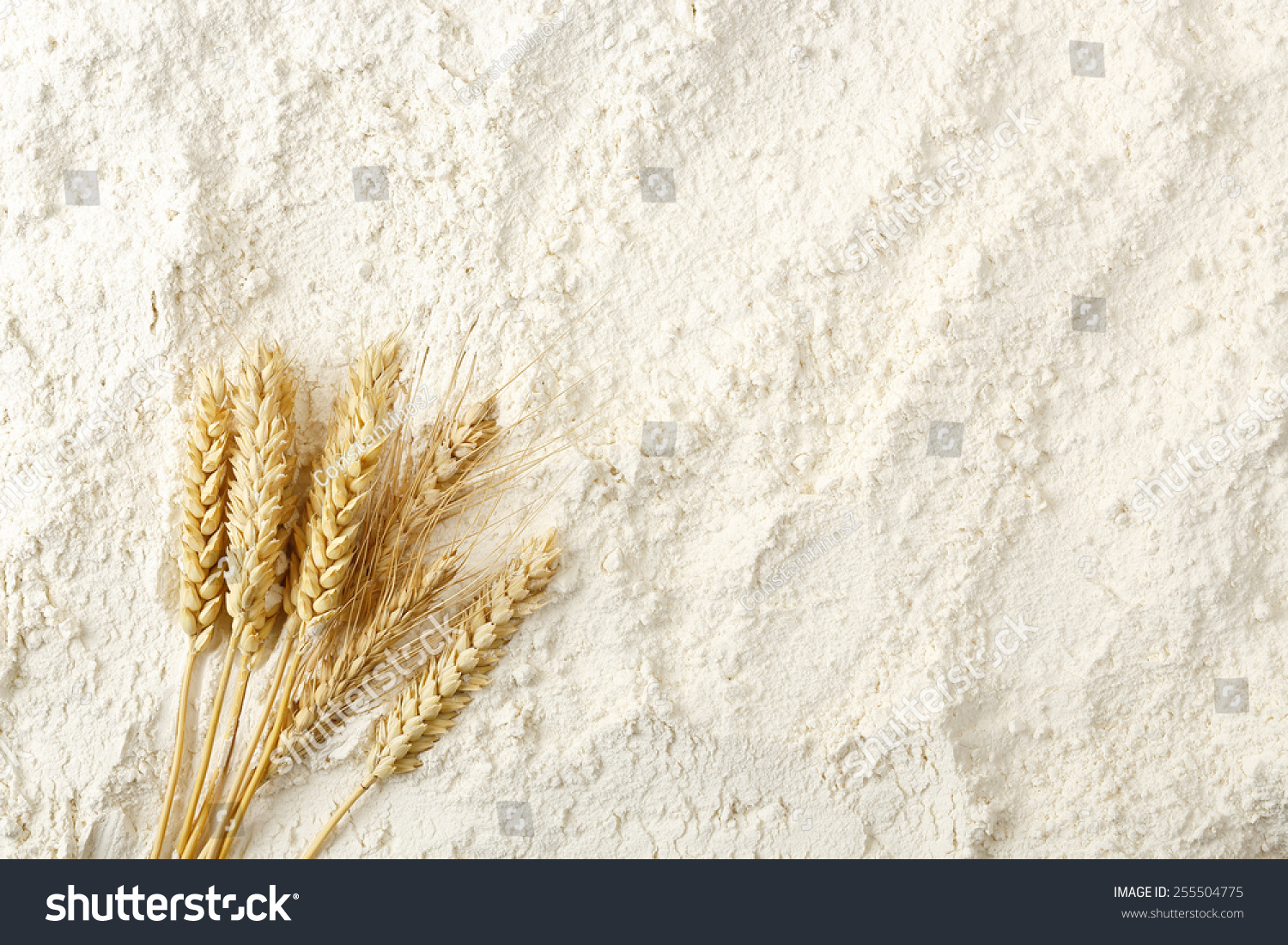 wheat ears on flour surface, full frame #255504775